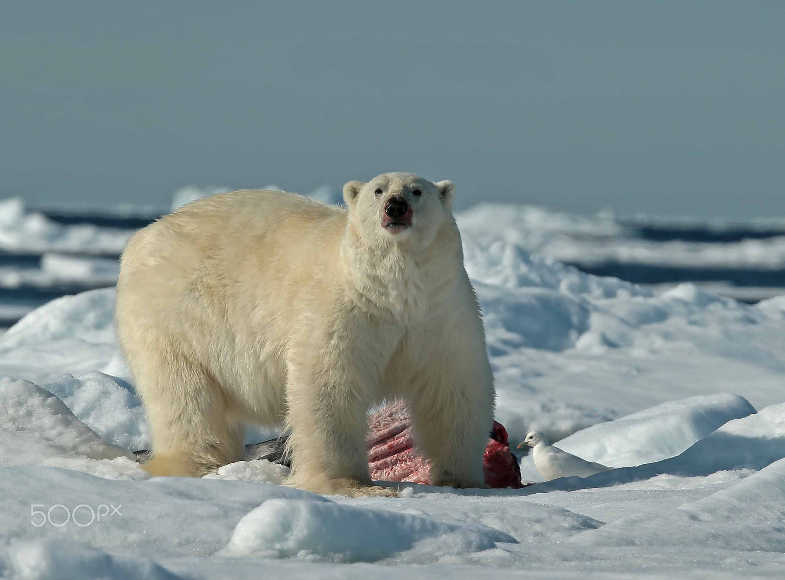 Canon EF 300mm F2.8L IS II USM sample photo. Polar bear photography