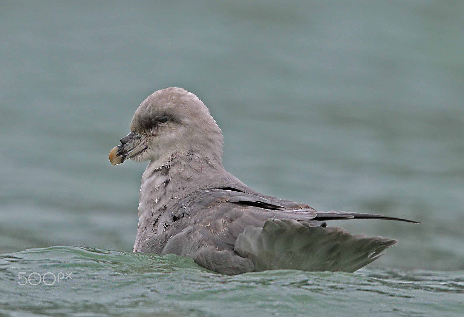 Canon EF 500mm F4L IS II USM sample photo. Fulmar-fulmarus glacialis photography