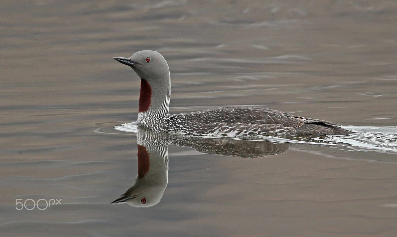 Canon EF 500mm F4L IS II USM sample photo. Rtd photography