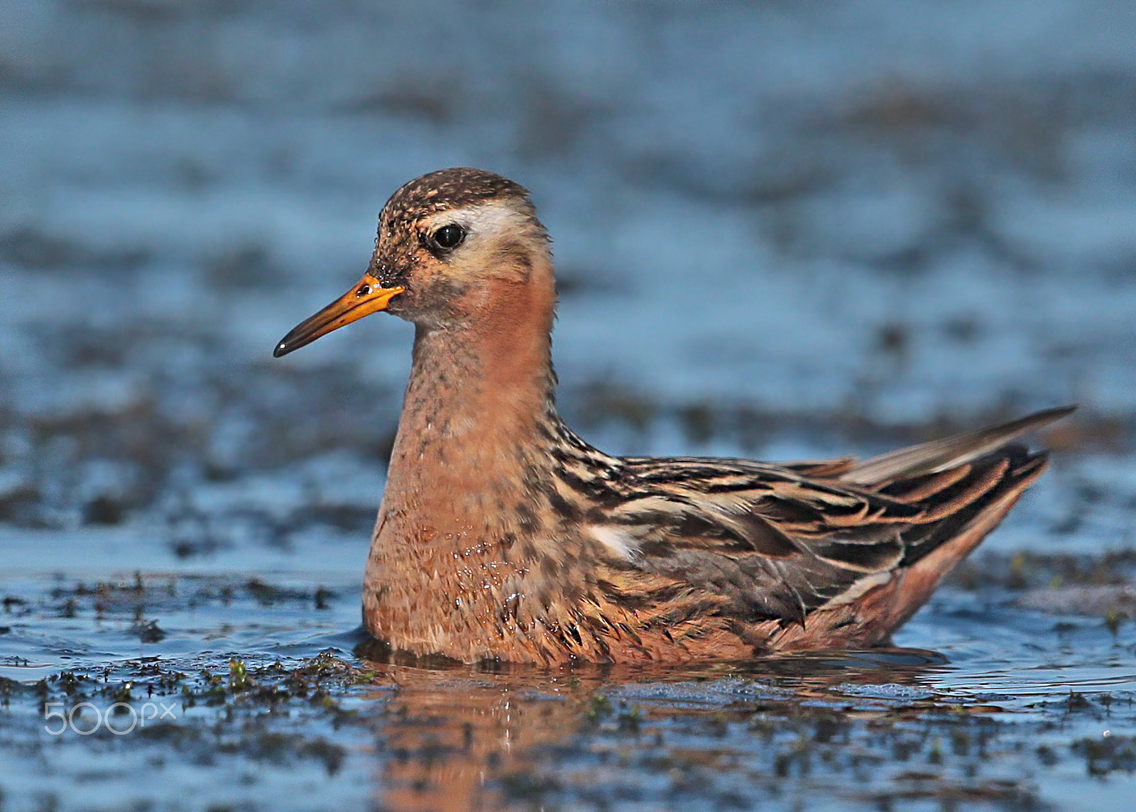 Canon EF 500mm F4L IS II USM sample photo. Male grey phalarope photography