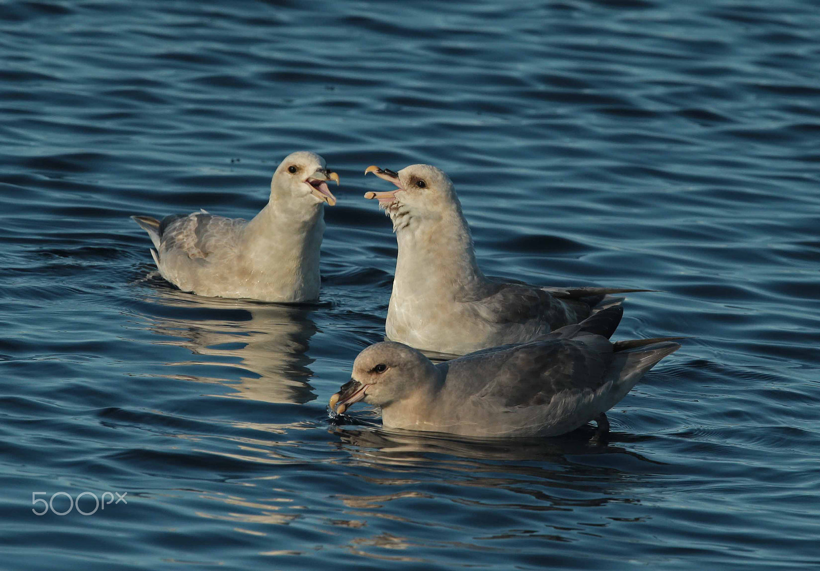 Canon EF 300mm F2.8L IS II USM sample photo. Fulmar-fulmarus glacialis photography