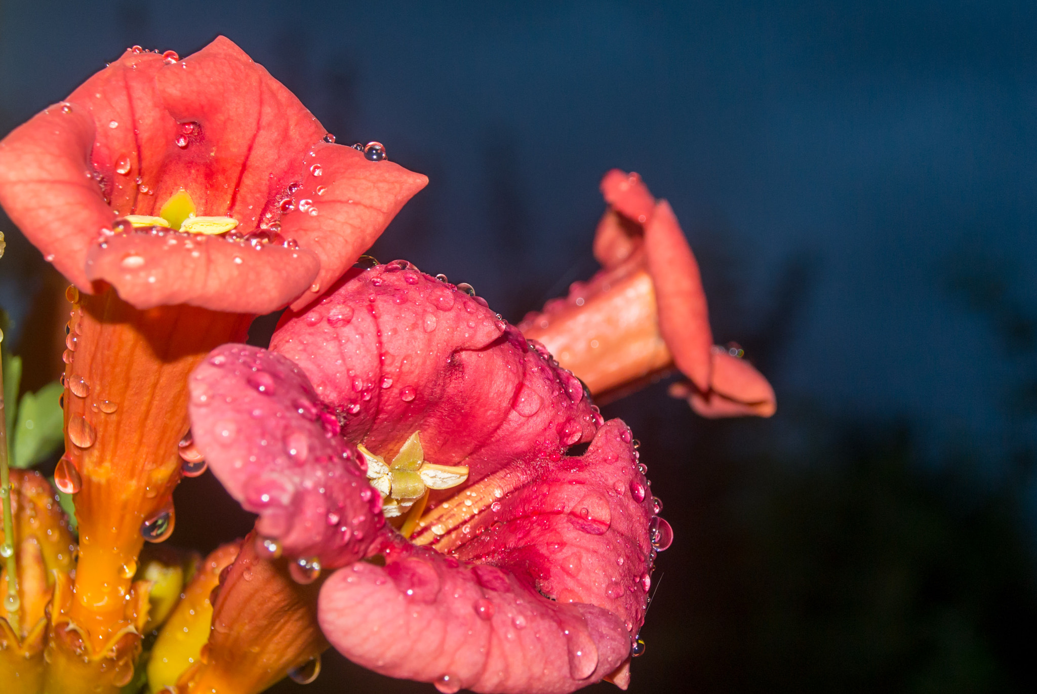 Nikon 1 J2 sample photo. Flowers with dew photography