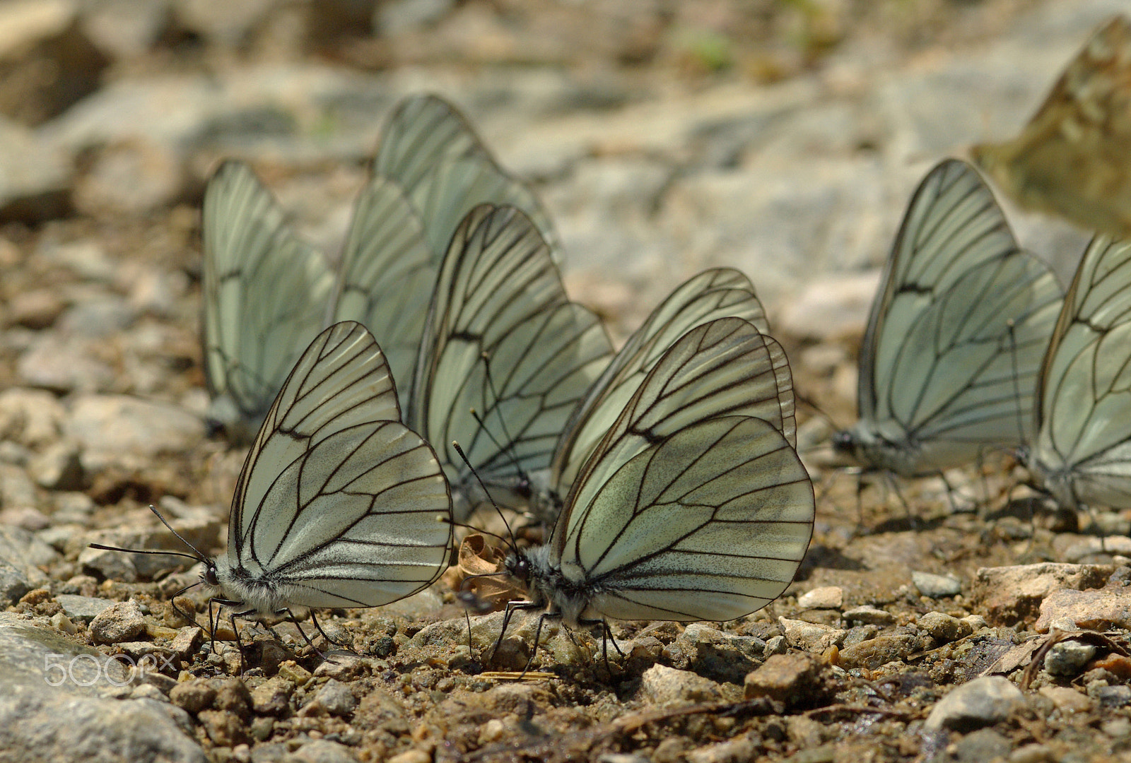 smc PENTAX-FA Macro 100mm F2.8 sample photo. Butterflies walking photography