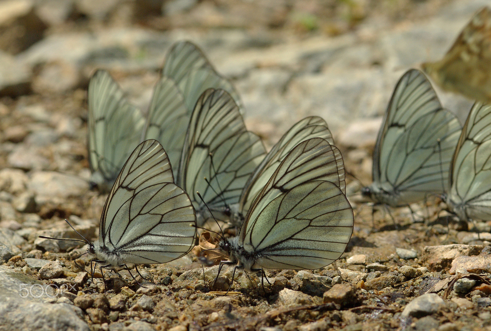 Pentax K10D + smc PENTAX-FA Macro 100mm F2.8 sample photo. Butterflies walking photography