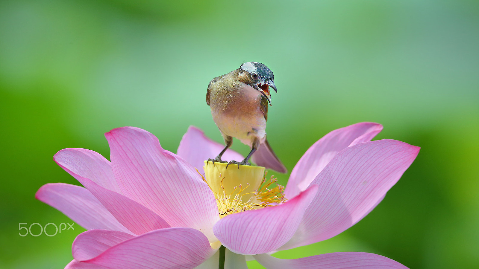 Canon EF 400mm F2.8L IS II USM sample photo. Bs3p4275.jpg photography