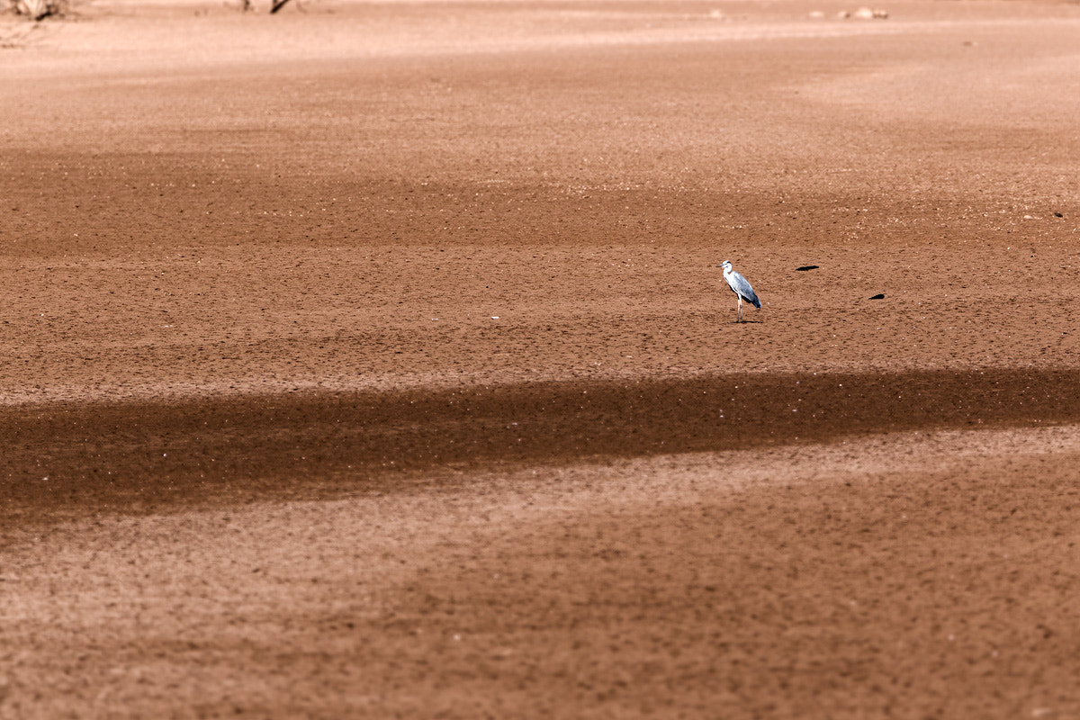 Canon EF 300mm F2.8L IS II USM sample photo. Where are you going? photography