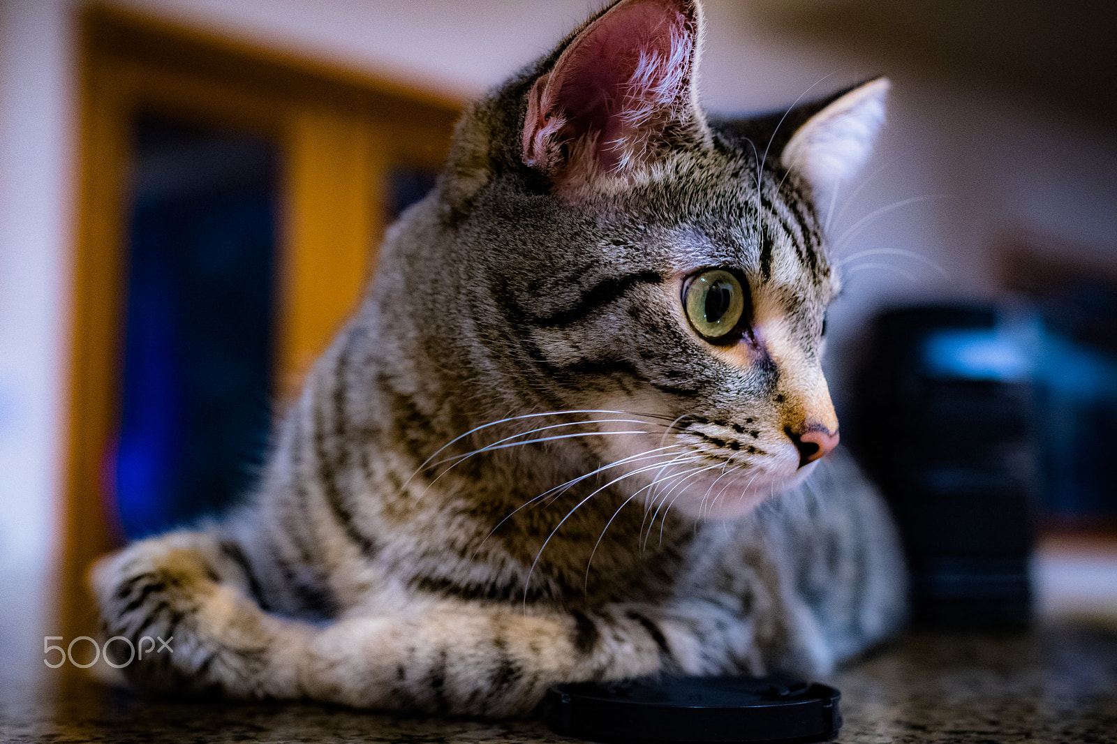 Nikon D500 sample photo. Einstein, the cat photography