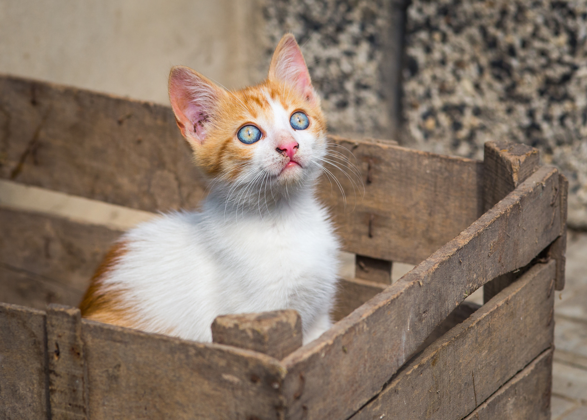 Canon EOS 6D + Sigma 105mm F2.8 EX DG Macro sample photo. Cat mail photography