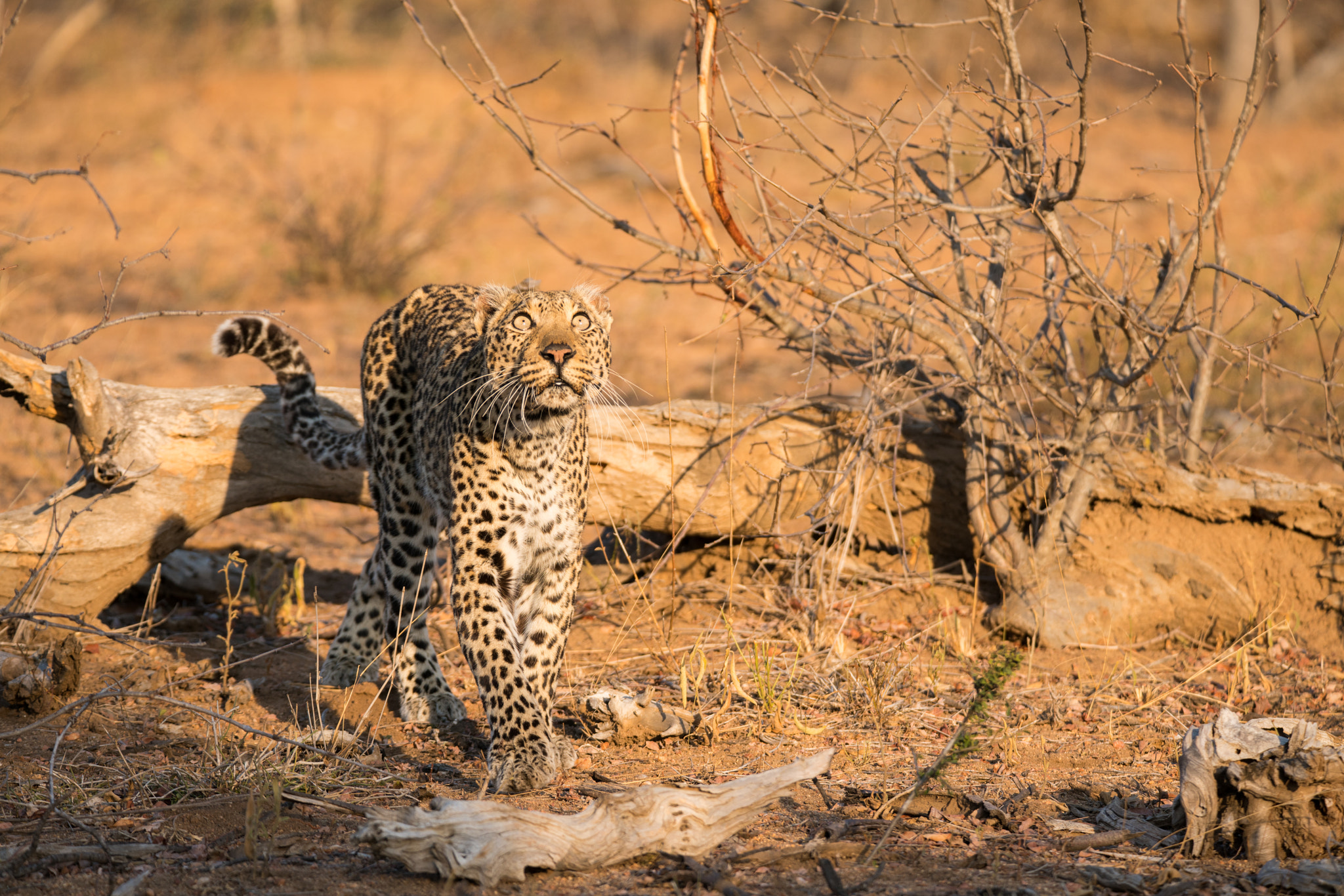 Sony a7R II + Tamron SP 150-600mm F5-6.3 Di VC USD sample photo. Beautiful leopard photography