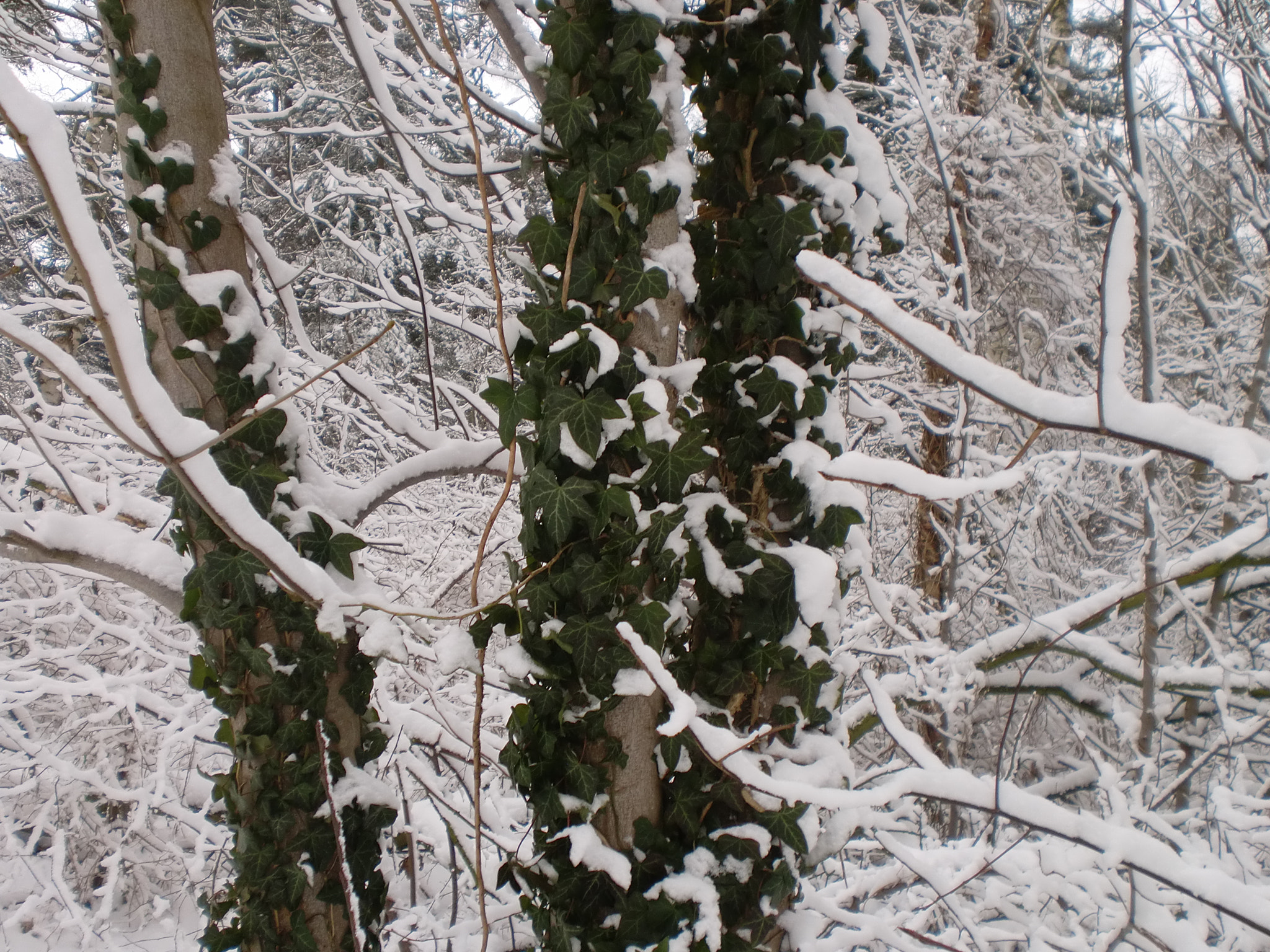 CASIO EX-Z90 sample photo. Winterday dk photography