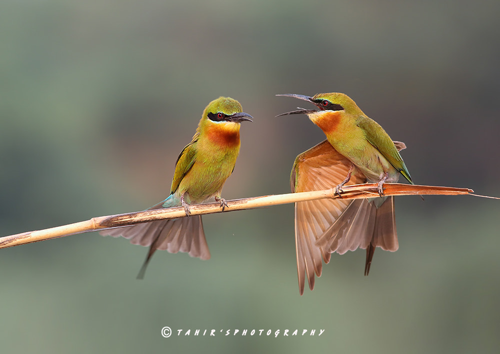 Canon EOS 7D Mark II + Canon EF 400mm F5.6L USM sample photo. Q4a0031 photography