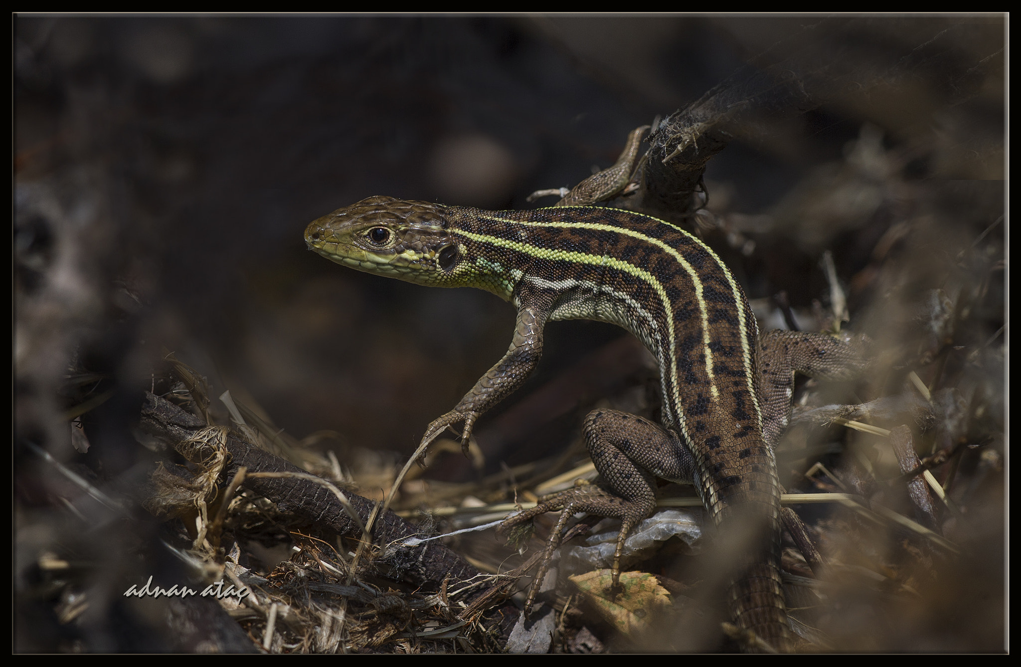 Nikon D4 sample photo. Çizgili yeşil kertenkele - lacerta strigata - caspian green lizard photography