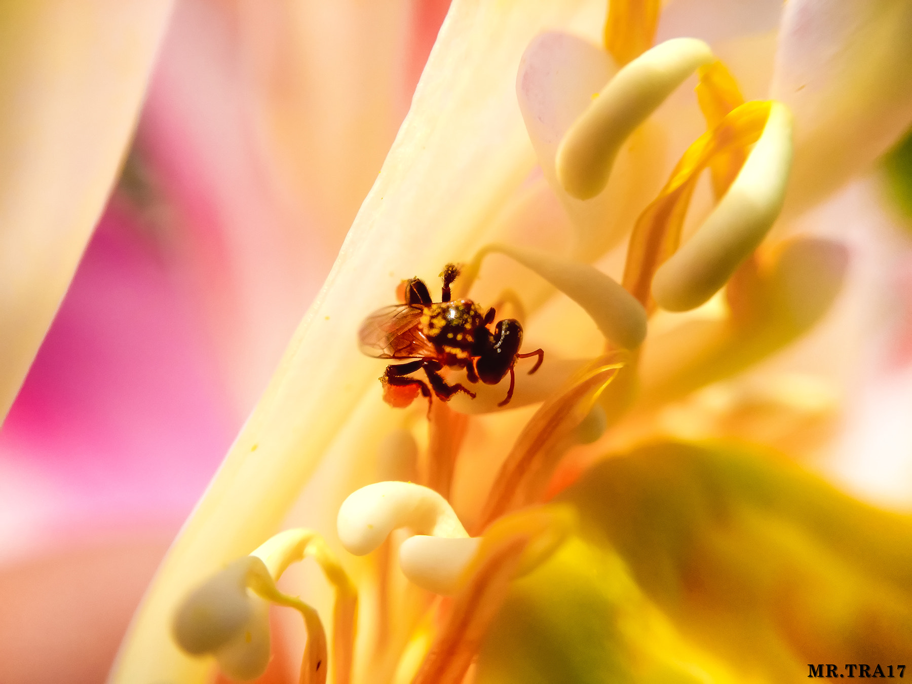 Xiaomi MI3 sample photo. Honey bee photography
