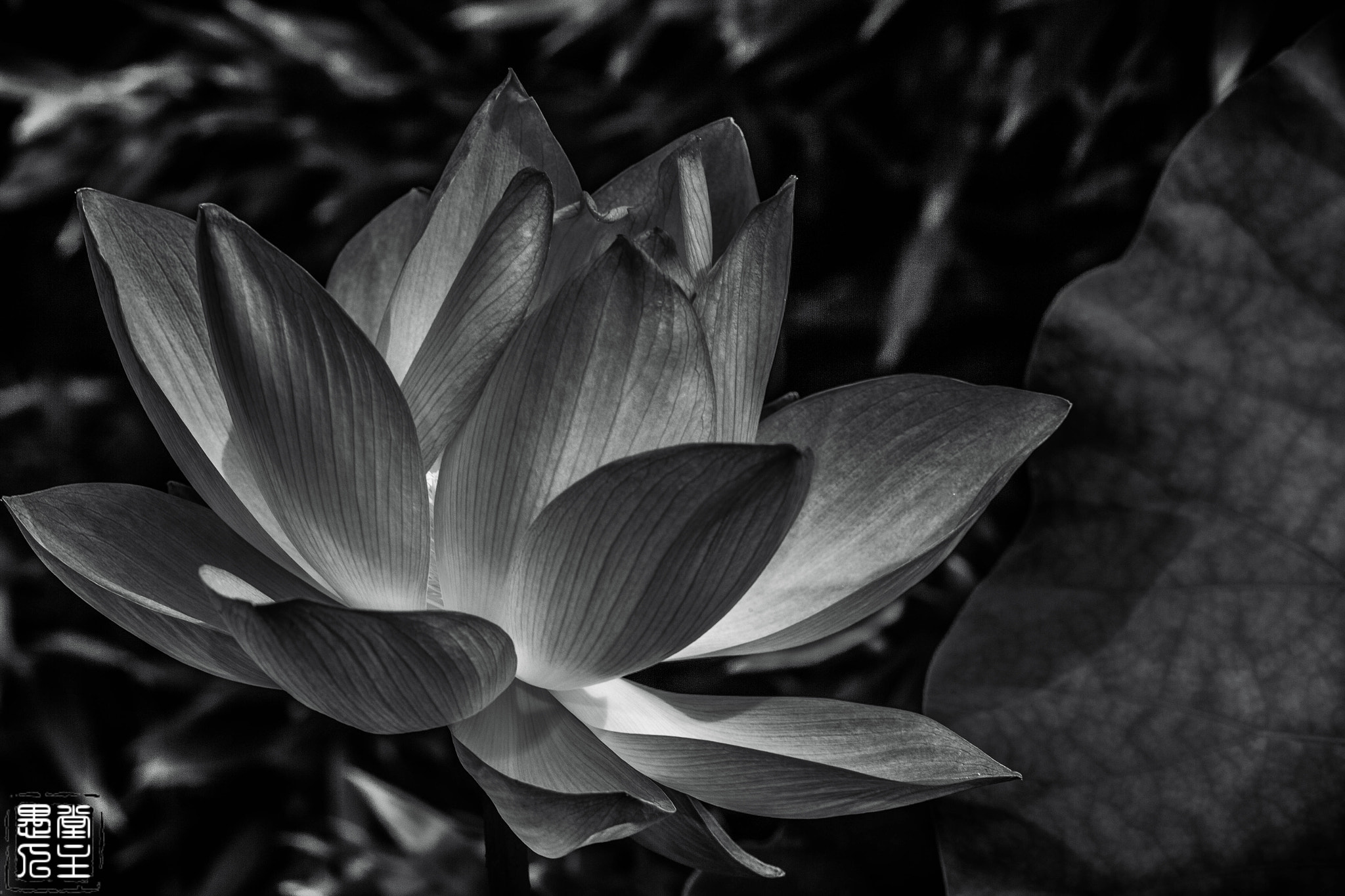 Canon EF 180mm F3.5L Macro USM sample photo. 编辑 photography