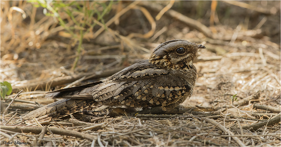 Canon EF 300mm F2.8L IS II USM sample photo. Chotacabras photography