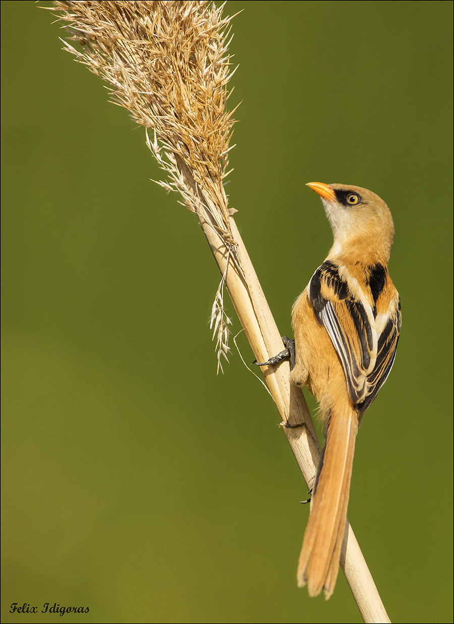 Canon EOS 5DS R + Canon EF 500mm F4L IS USM sample photo. Bigotudo hembra photography