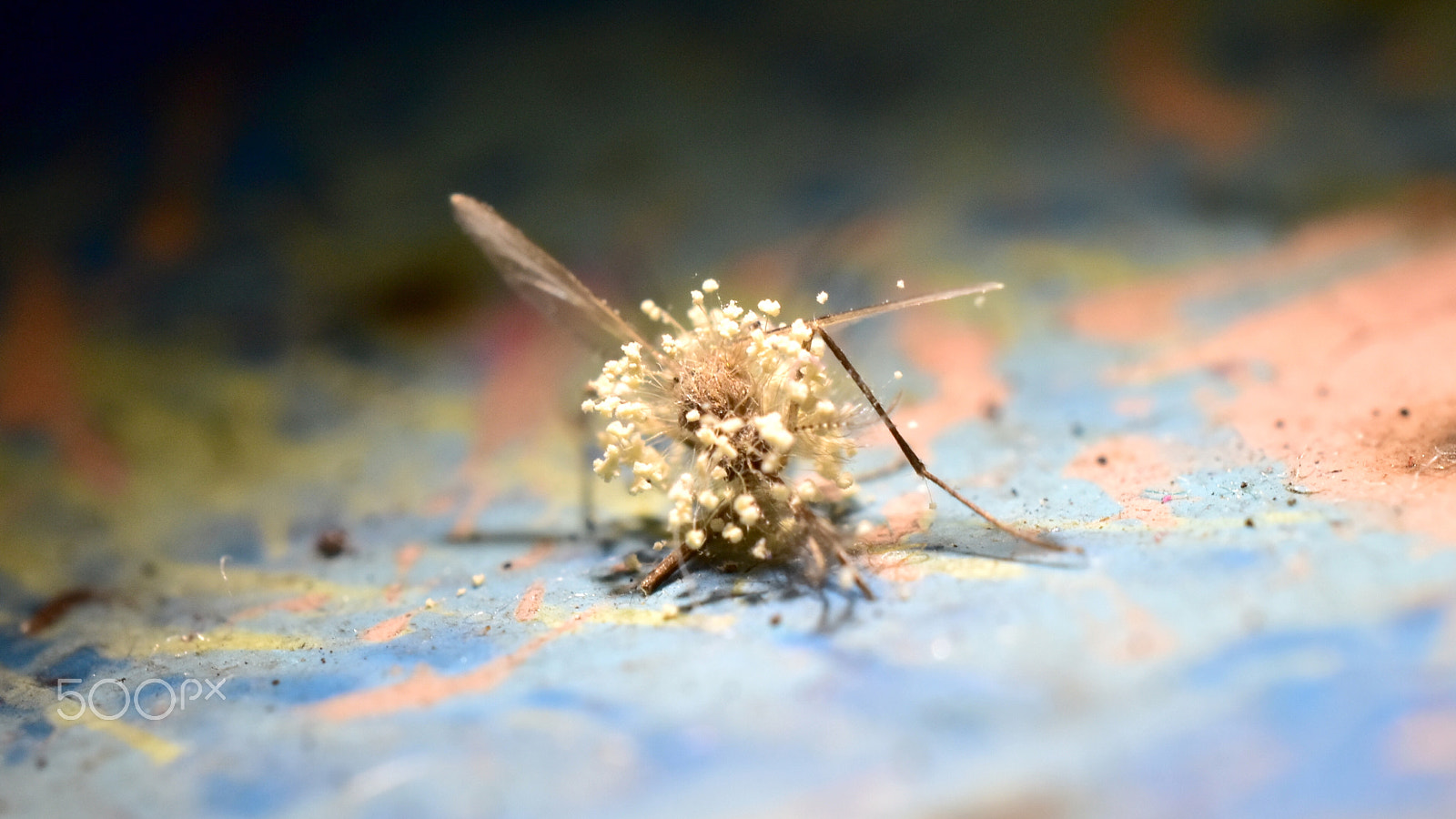 Nikon AF-S DX Micro Nikkor 40mm F2.8 sample photo. Fungus on mosquito photography