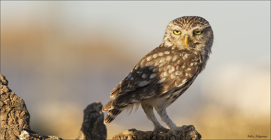 Canon EF 300mm F2.8L IS II USM sample photo. Mochuelo photography