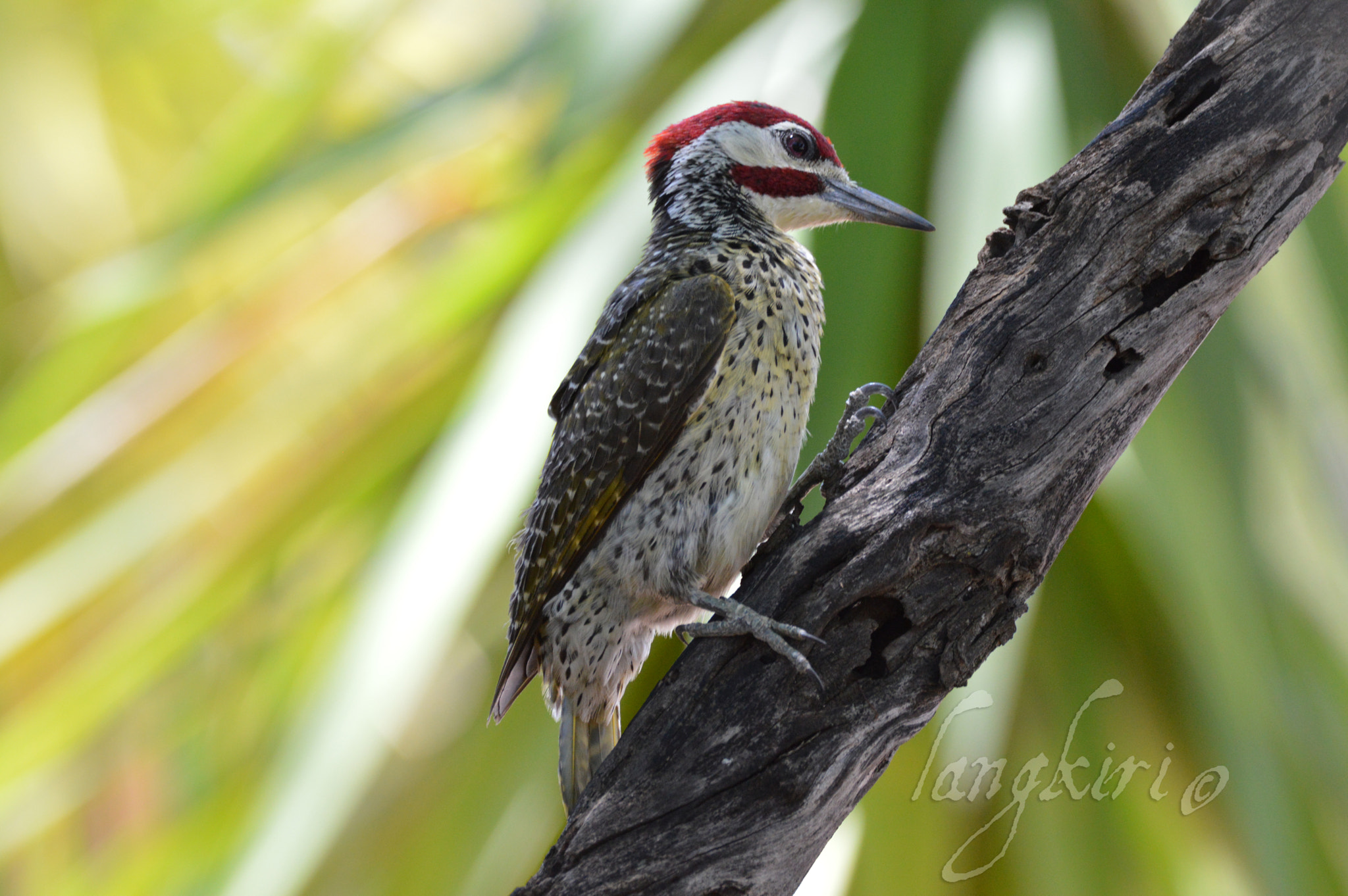 Sigma 150-600mm F5-6.3 DG OS HSM | C sample photo. Male bennitt`s woodpecker photography