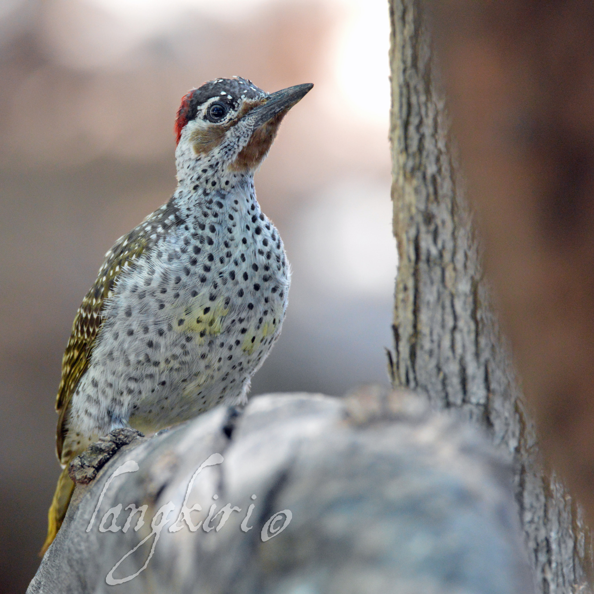 Sigma 150-600mm F5-6.3 DG OS HSM | C sample photo. Female bennitt`s woodpecker photography