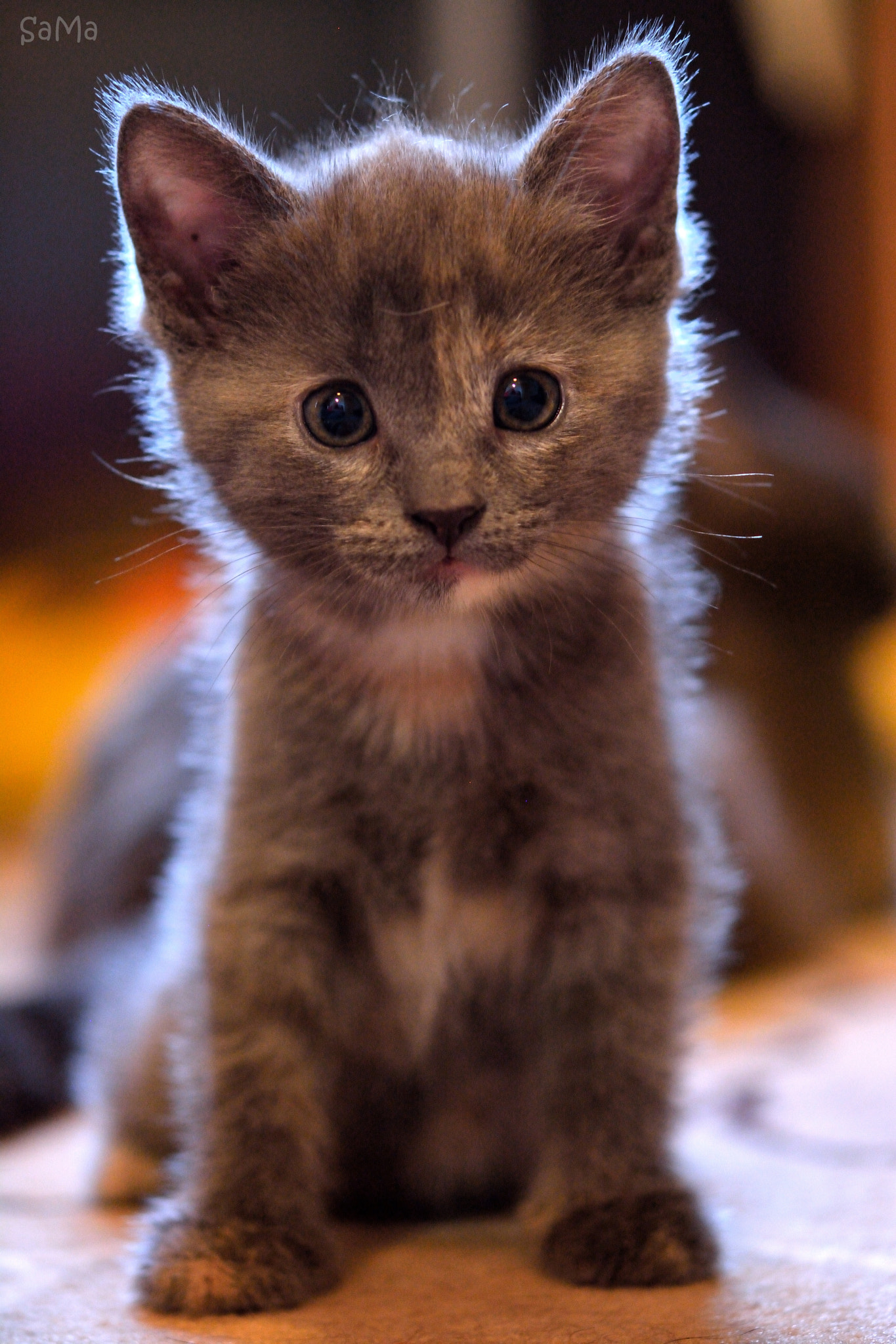 Nikon AF-S Micro-Nikkor 60mm F2.8G ED sample photo. Kitty photography