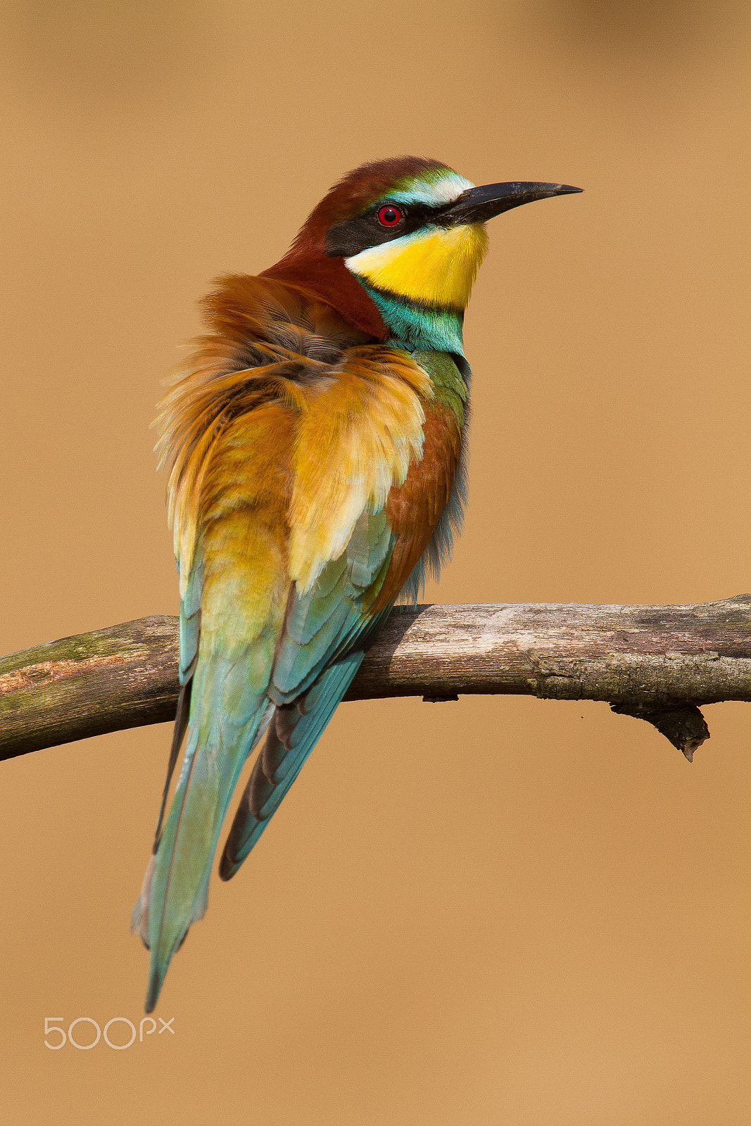 Canon EF 300mm F2.8L IS USM sample photo. European bee-eater photography