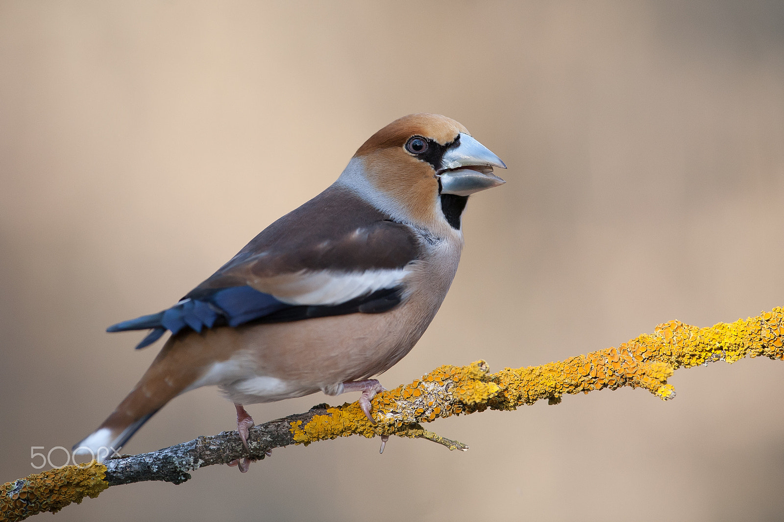 Canon EOS 5D + Canon EF 300mm F2.8L IS USM sample photo. Finch in the spring photography