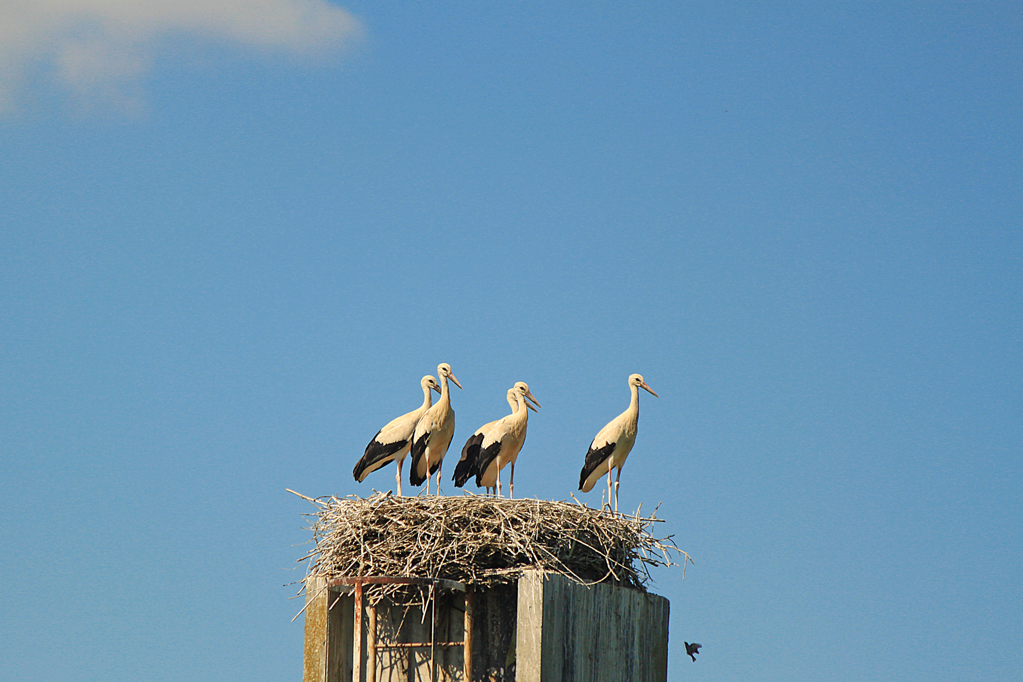 Canon EOS 500D (EOS Rebel T1i / EOS Kiss X3) + Canon EF-S 55-250mm F4-5.6 IS sample photo. Young storks photography