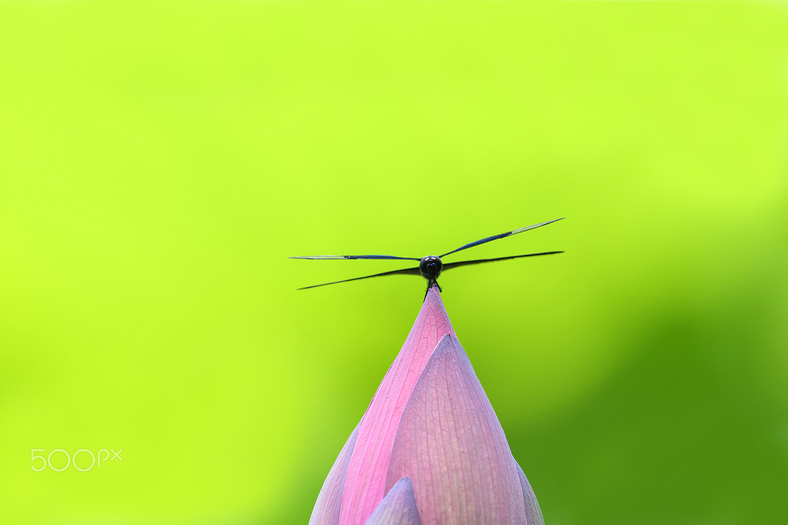 Canon EF 400mm F2.8L IS II USM sample photo. Bs3p4506.jpg photography