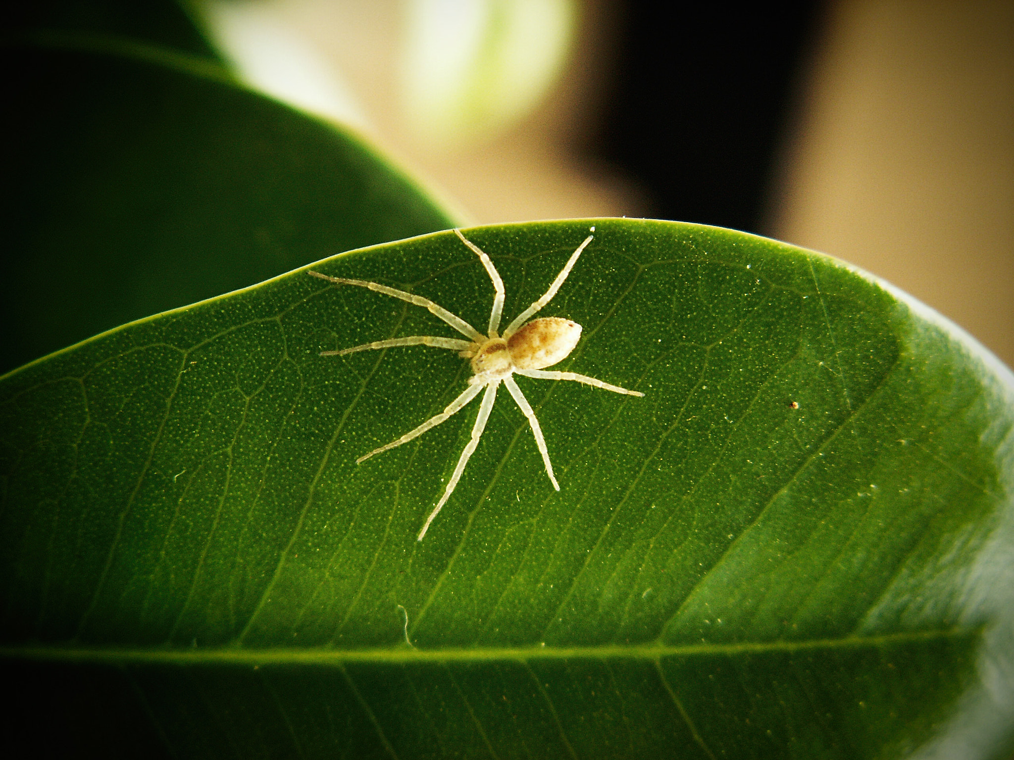 KONICA MINOLTA DiMAGE Z5 sample photo. Spider photography