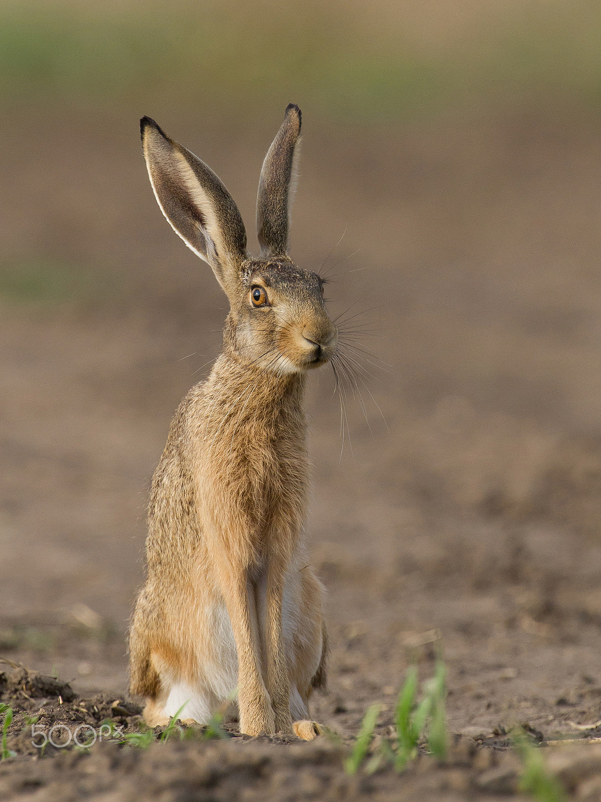 Canon EF 300mm F2.8L IS USM sample photo. Bunny photography