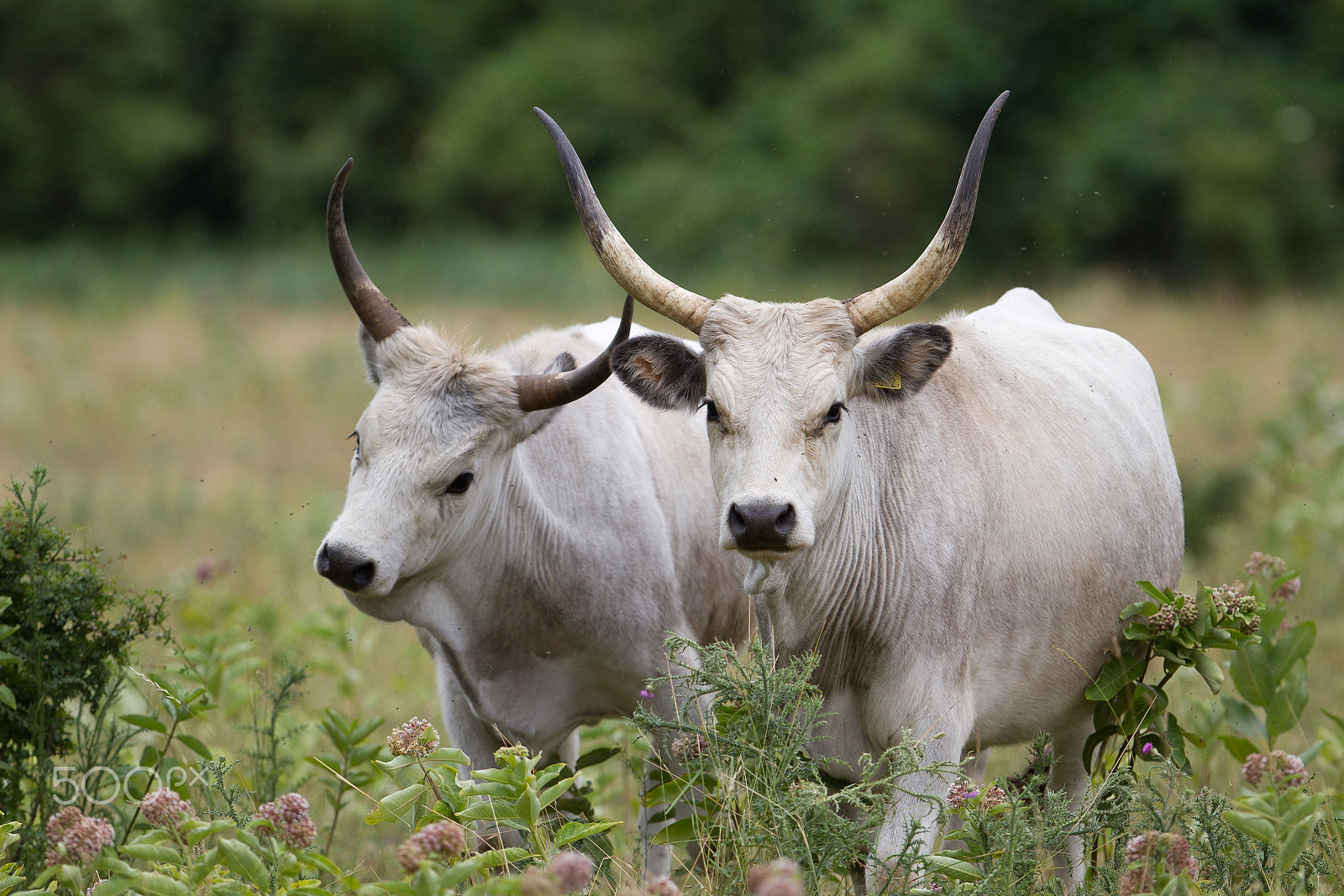 Canon EOS 7D + Canon EF 300mm F2.8L IS USM sample photo. Puszta, hungarian grey cattle photography