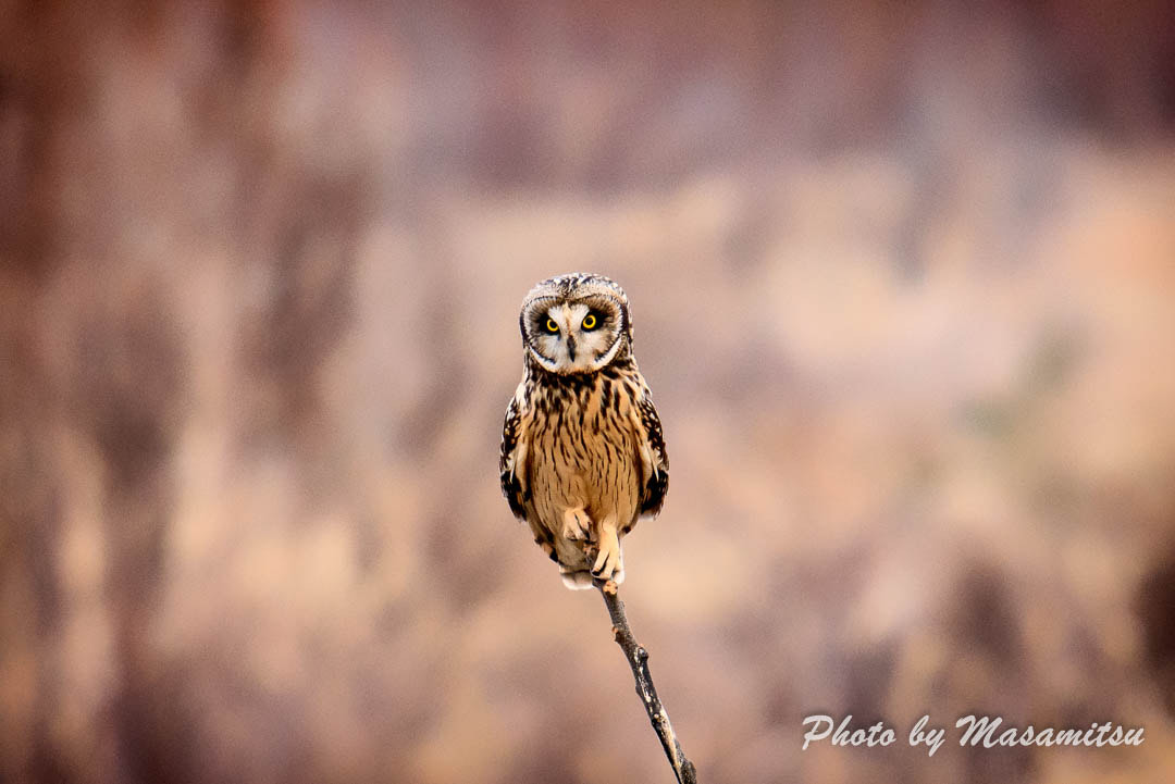 Sigma 150-600mm F5-6.3 DG OS HSM | S sample photo. Short-eared owl photography