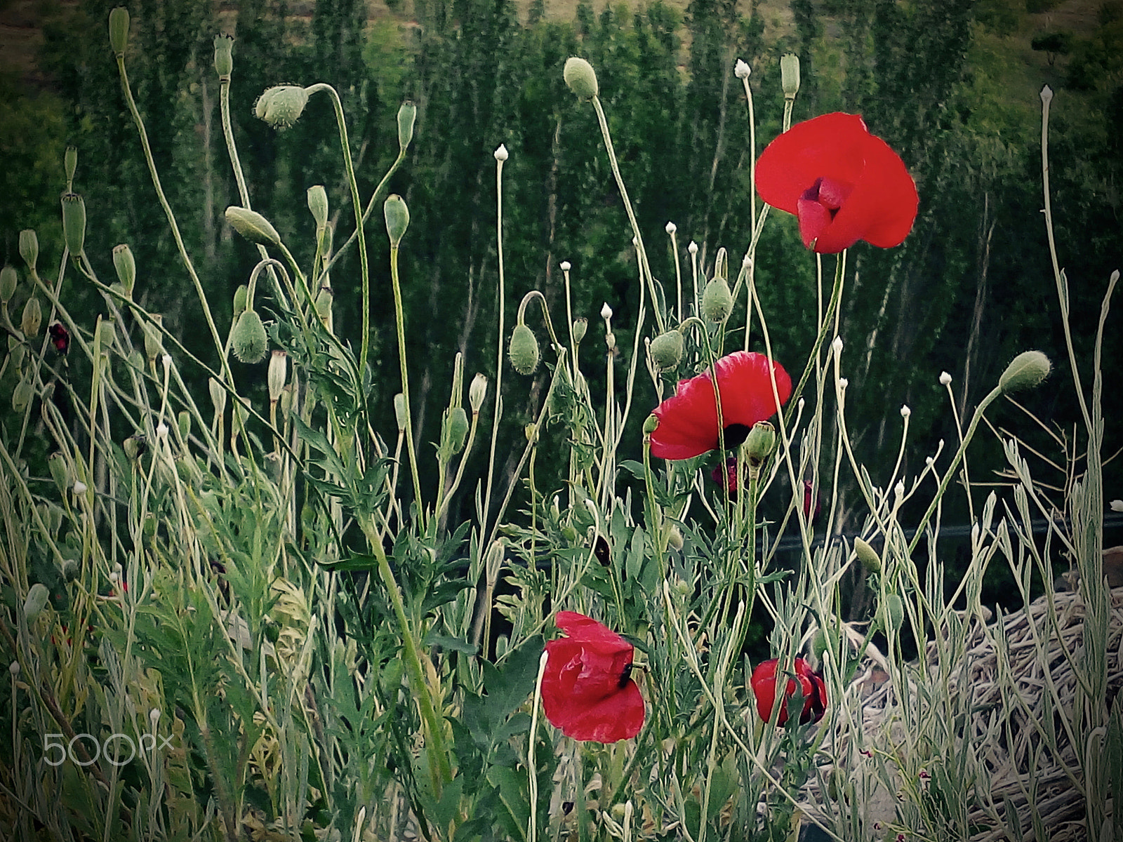 LG G4 STYLUS sample photo. The field of tulips.jpg photography