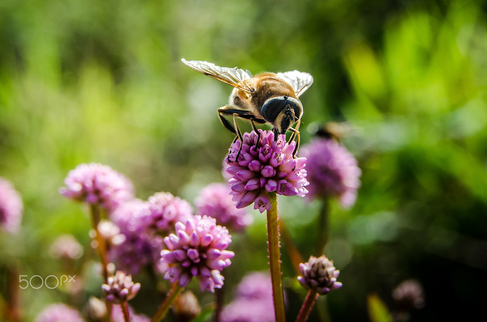 Sigma 18-50mm F2.8 EX DC sample photo. Bzzzzzzzzzzzzz............. photography