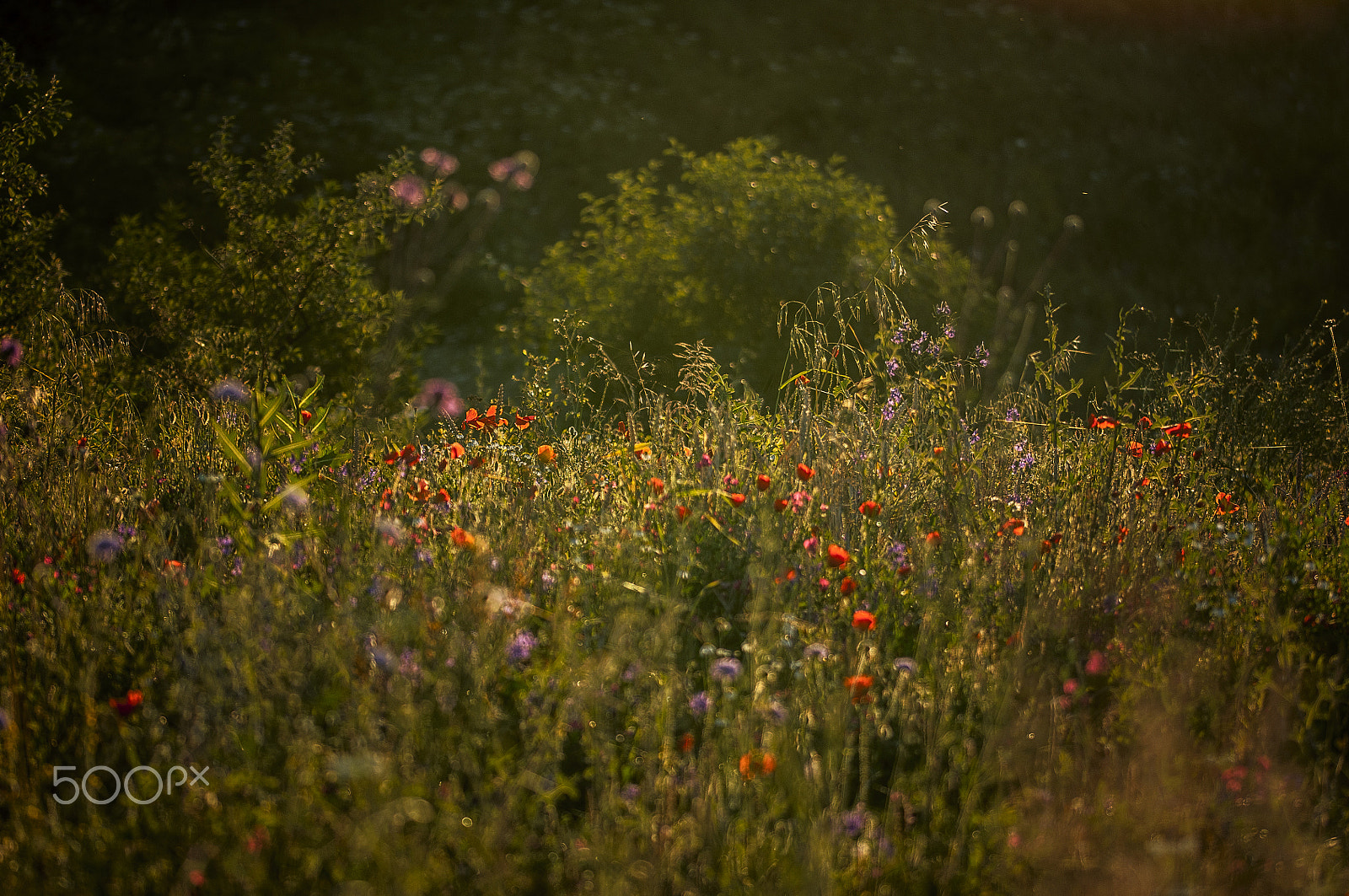 Sigma 105mm F2.8 EX DG OS HSM sample photo. Kissed by the sun photography