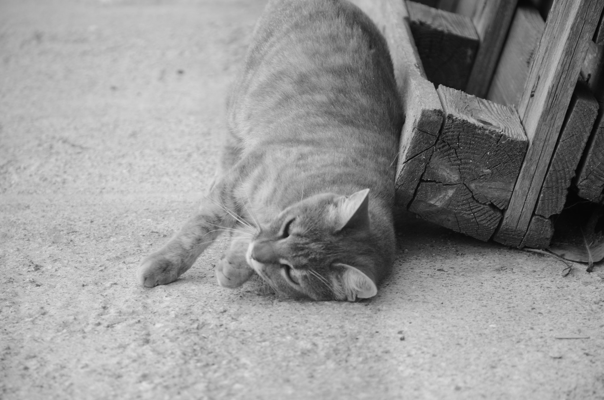 Sigma 18-125mm F3.8-5.6 DC OS HSM sample photo