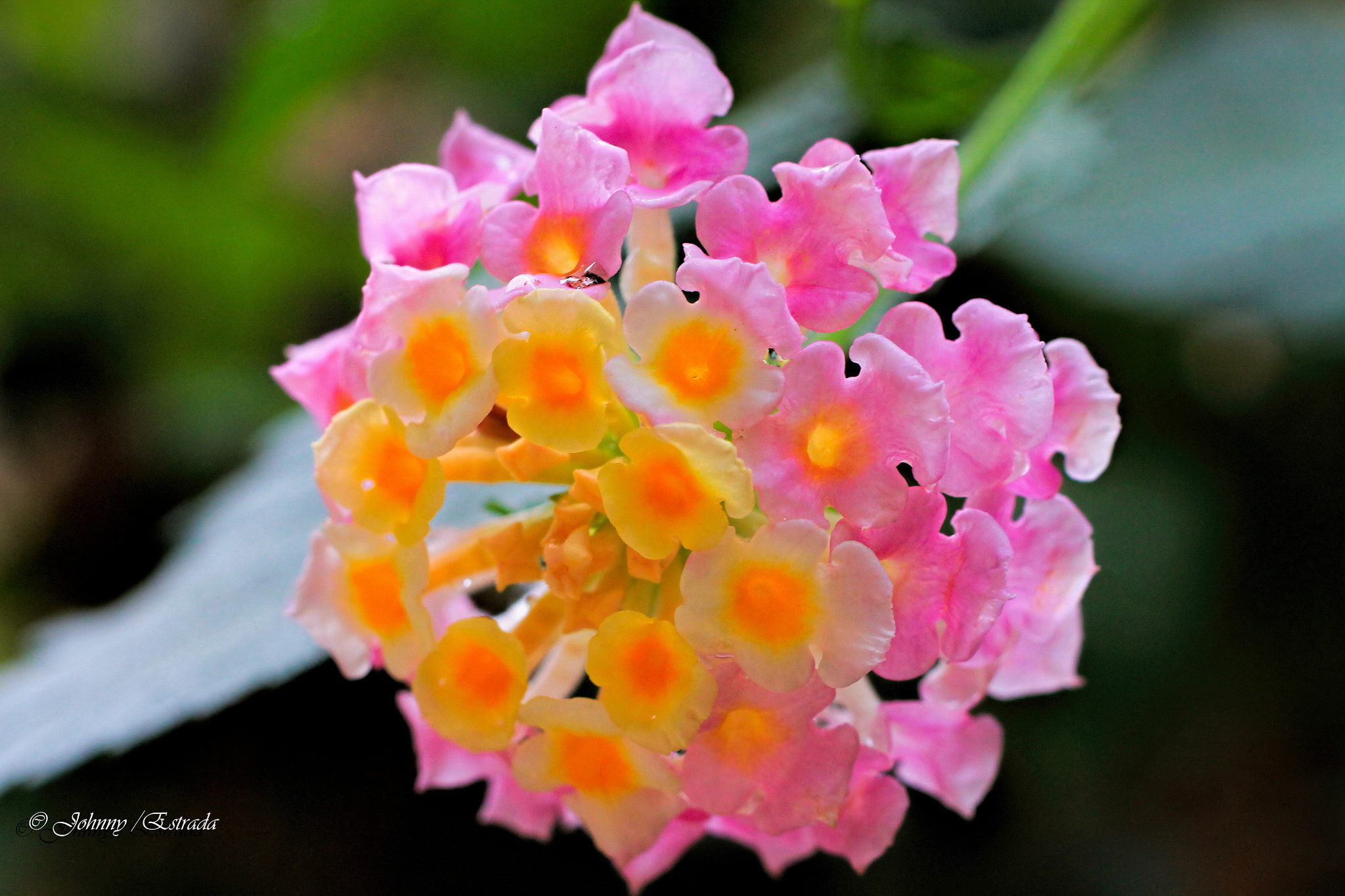 Sigma 50mm F1.4 EX DG HSM sample photo. Lantana photography