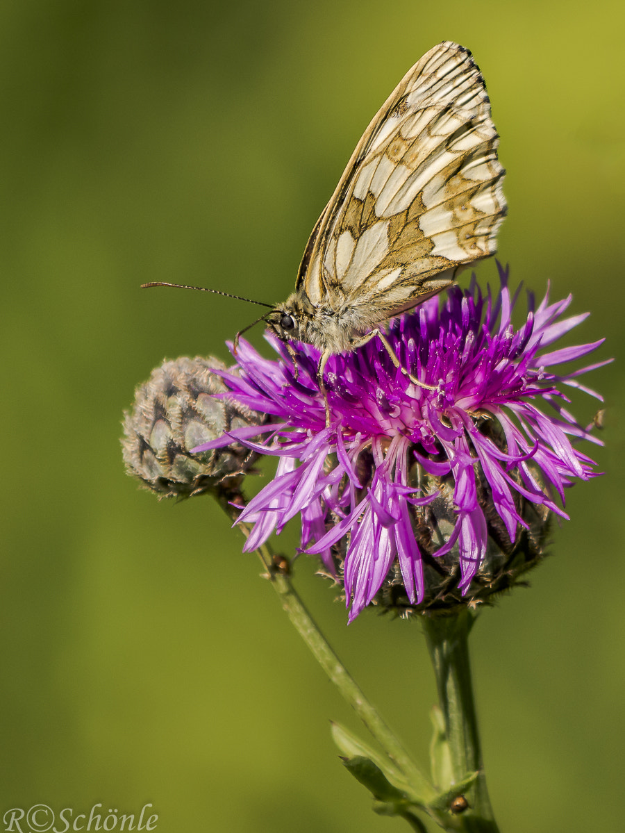 Panasonic DMC-G70 sample photo. Schachbrett (melanargia galathea) photography