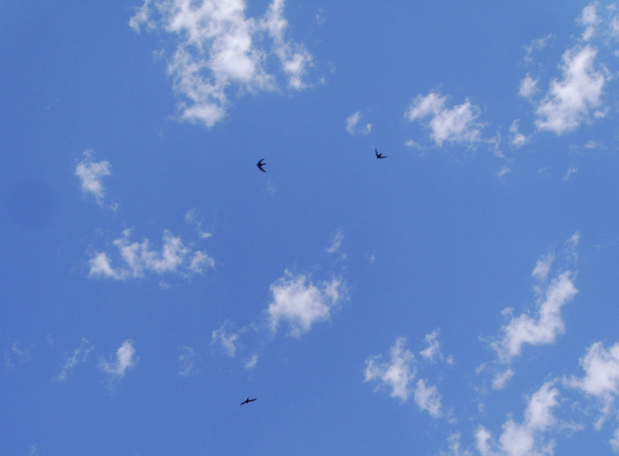 DIGITAL CAM sample photo. Birds on the sky of batumi photography