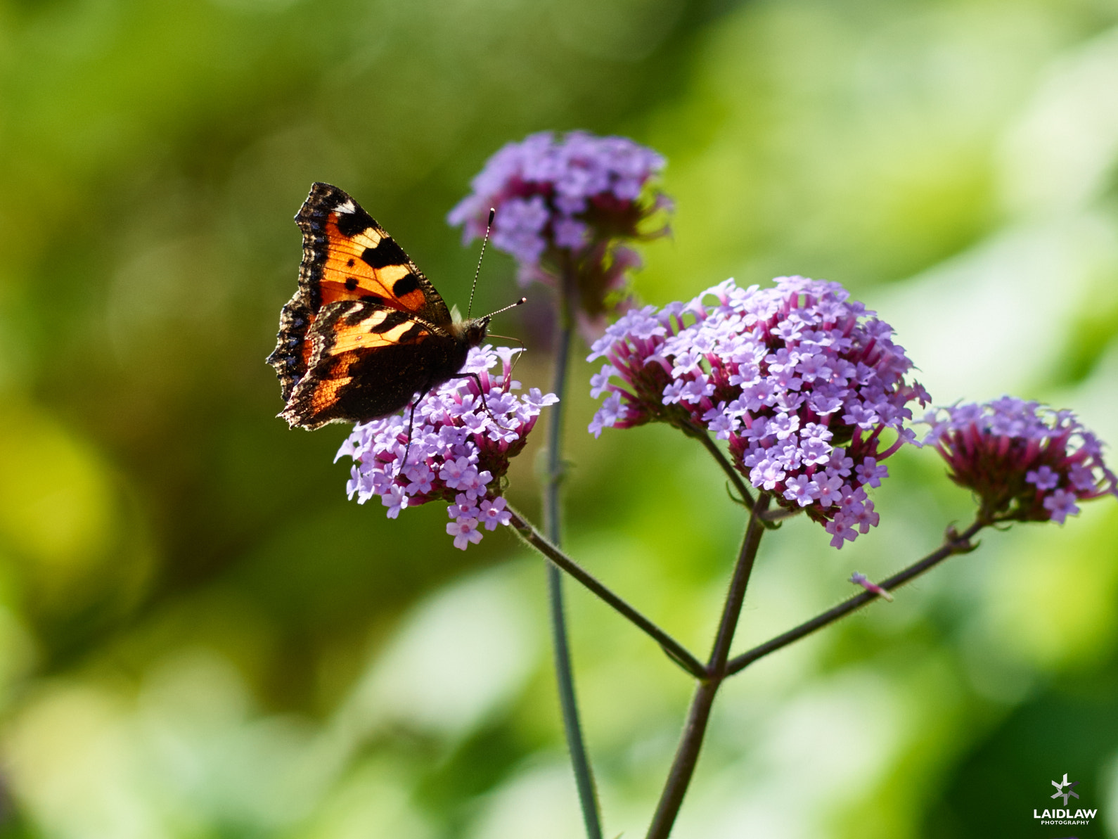 Schneider LS 150mm f/3.5 sample photo. Tortoiseshell photography