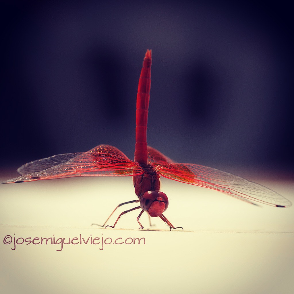 Sigma 105mm F2.8 EX DG OS HSM sample photo. Dragonfly photography