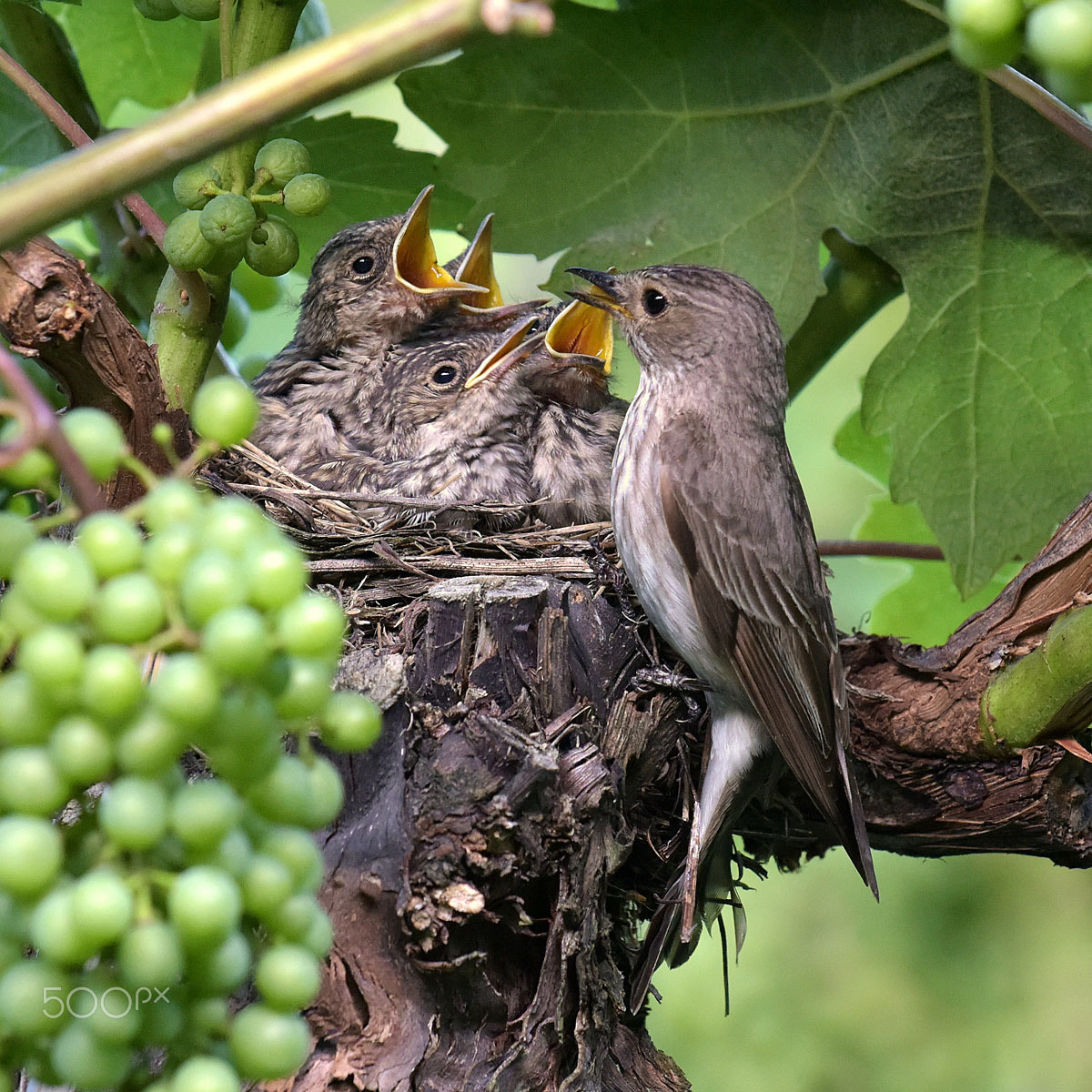 Nikon D810 + AF Nikkor 50mm f/1.8D + 1.4x sample photo. Flycatchers day 11 . . . pigliamosche 11° giorno photography