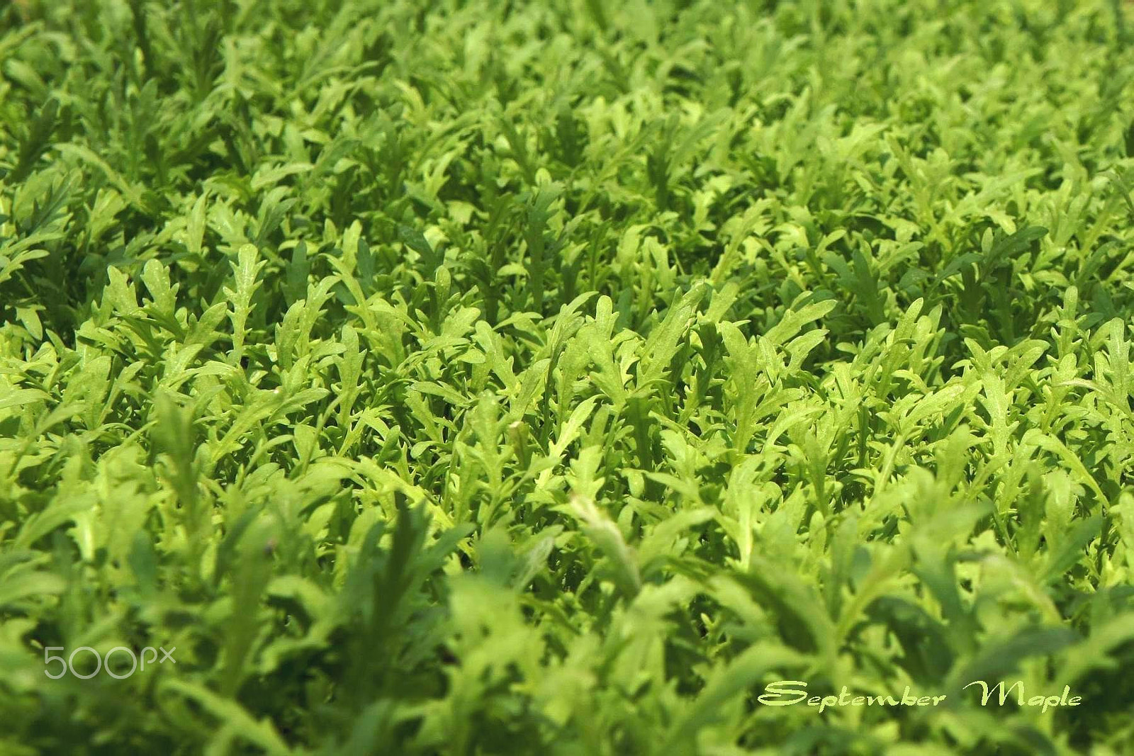 Sony NEX-5C sample photo. 希望... photography