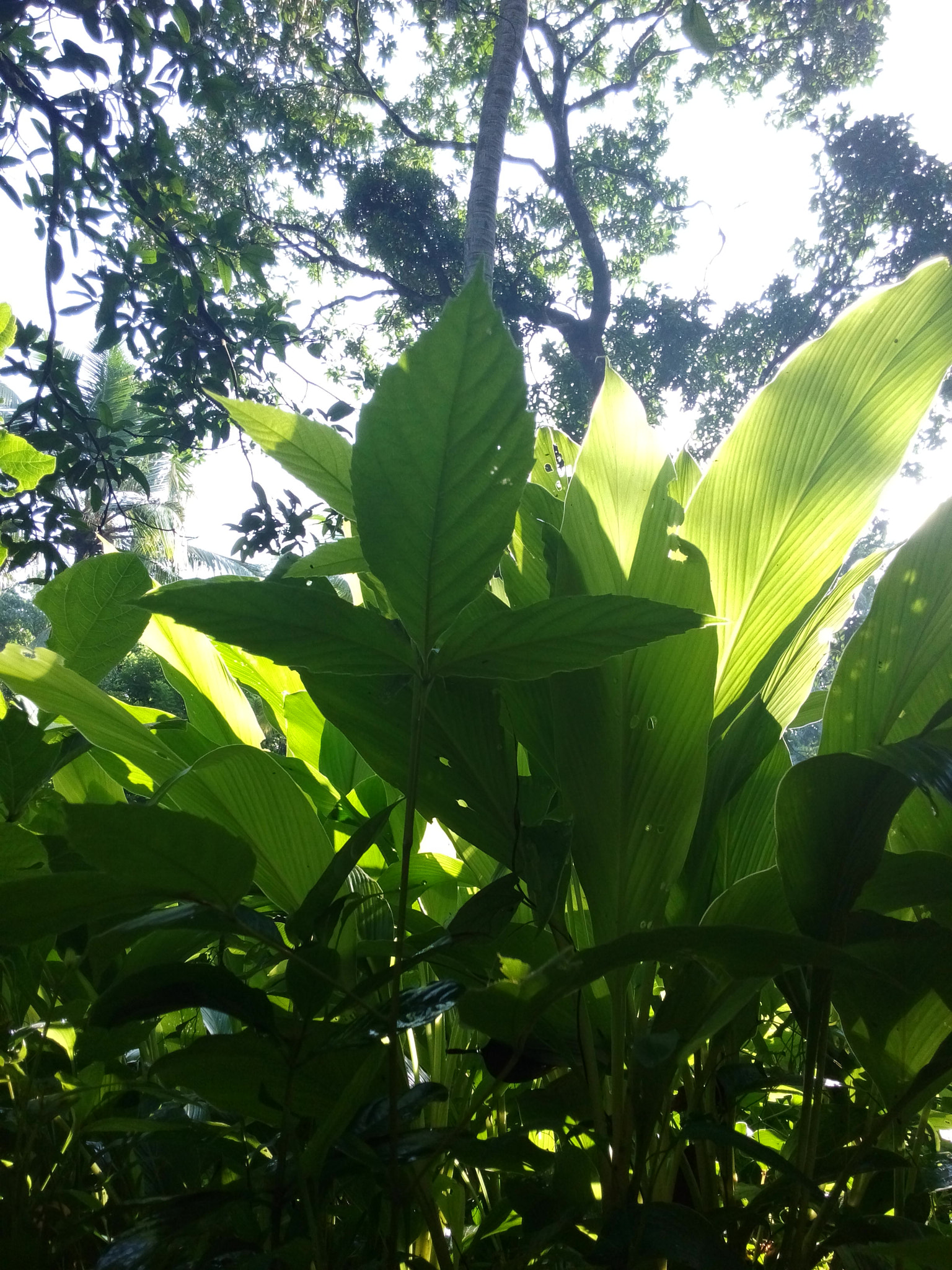 HUAWEI Honor3 sample photo. Leef#2 photography
