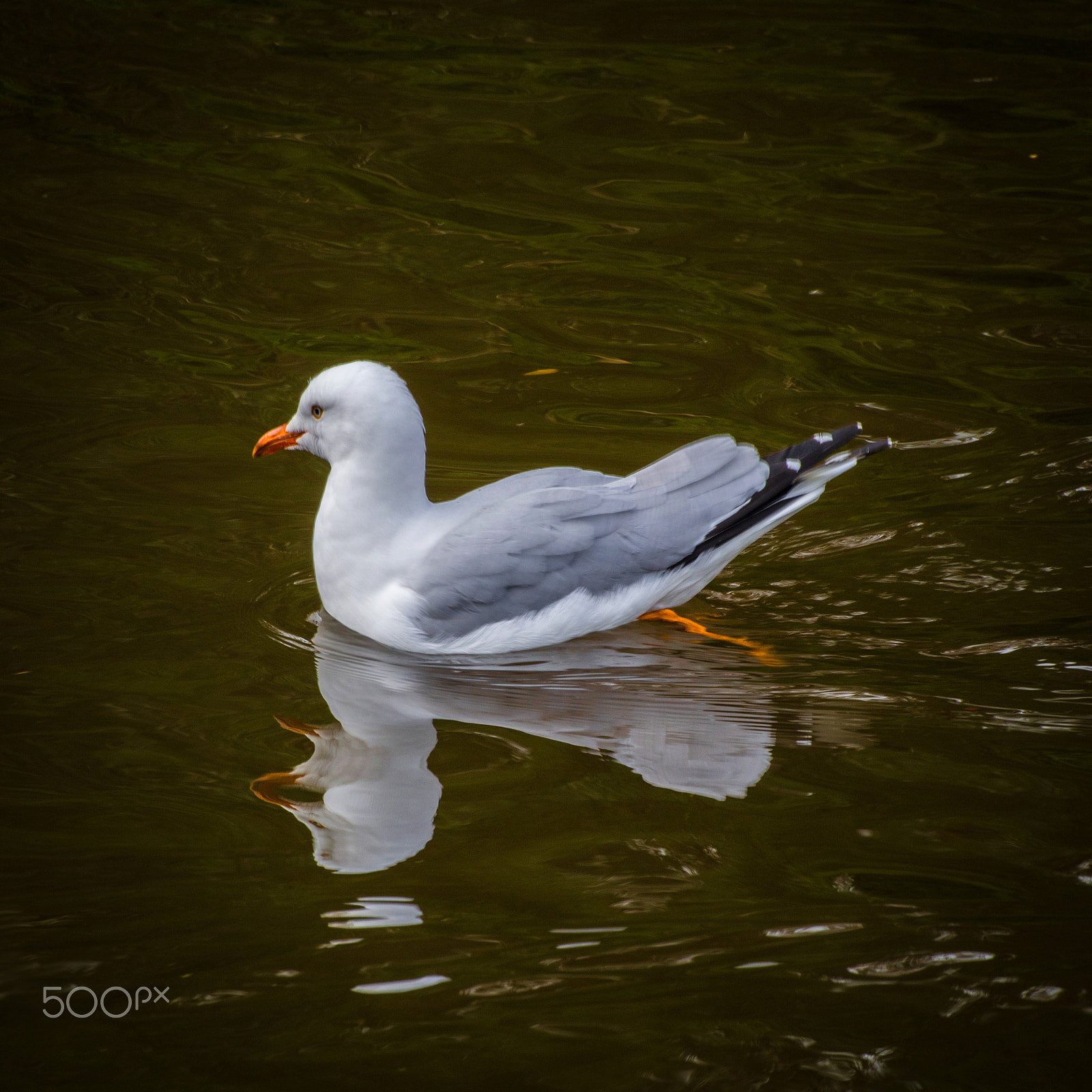 Olympus OM-D E-M5 sample photo. Silver gull photography