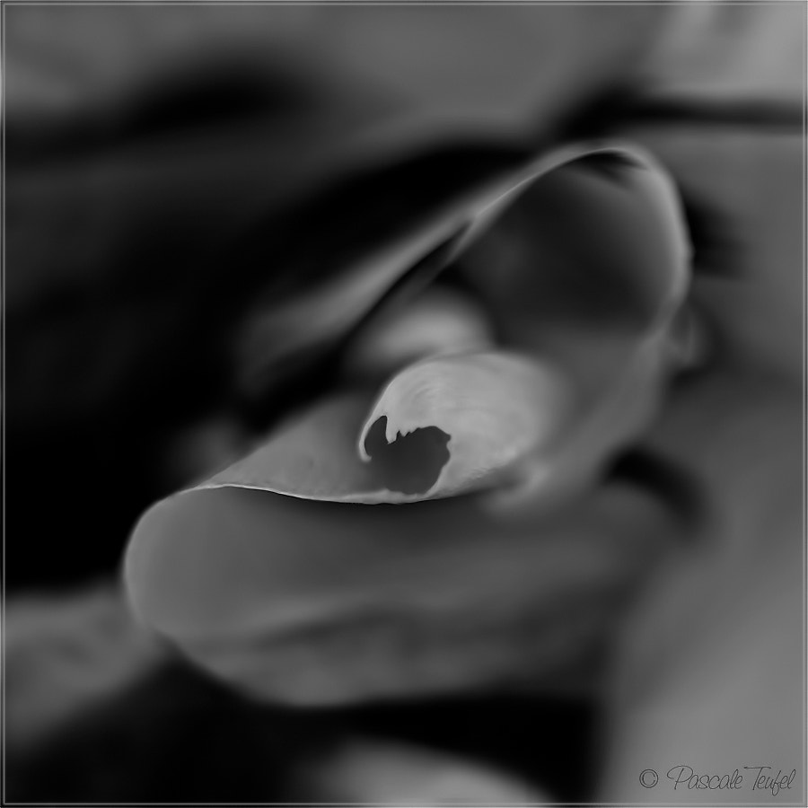 Sigma 150mm F2.8 EX DG Macro HSM sample photo. Broken heart photography