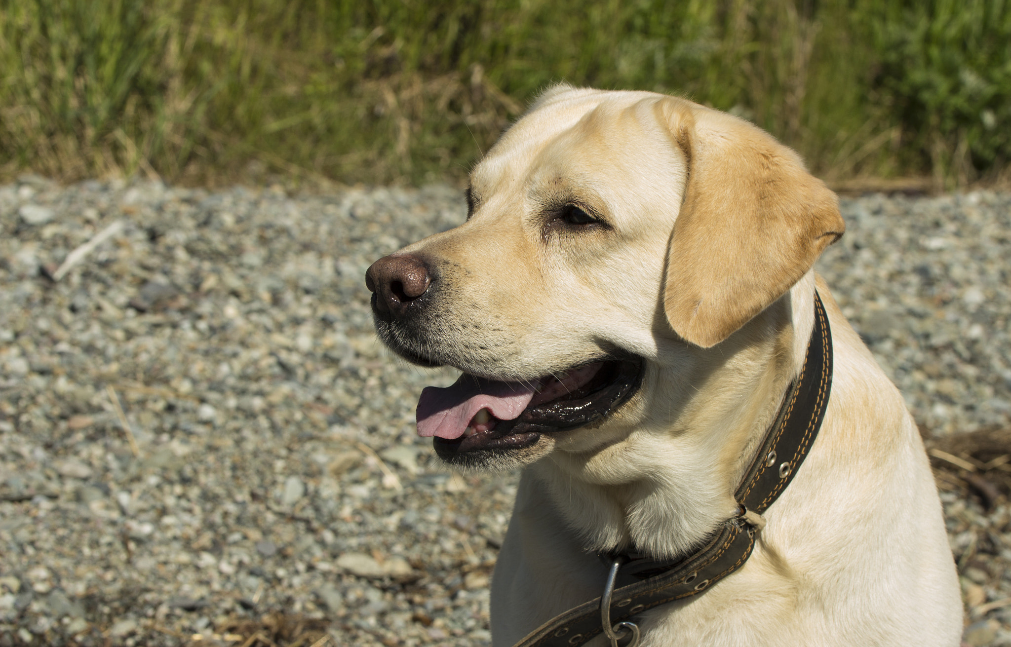 Tamron SP AF 60mm F2 Di II LD IF Macro sample photo. Dog photography