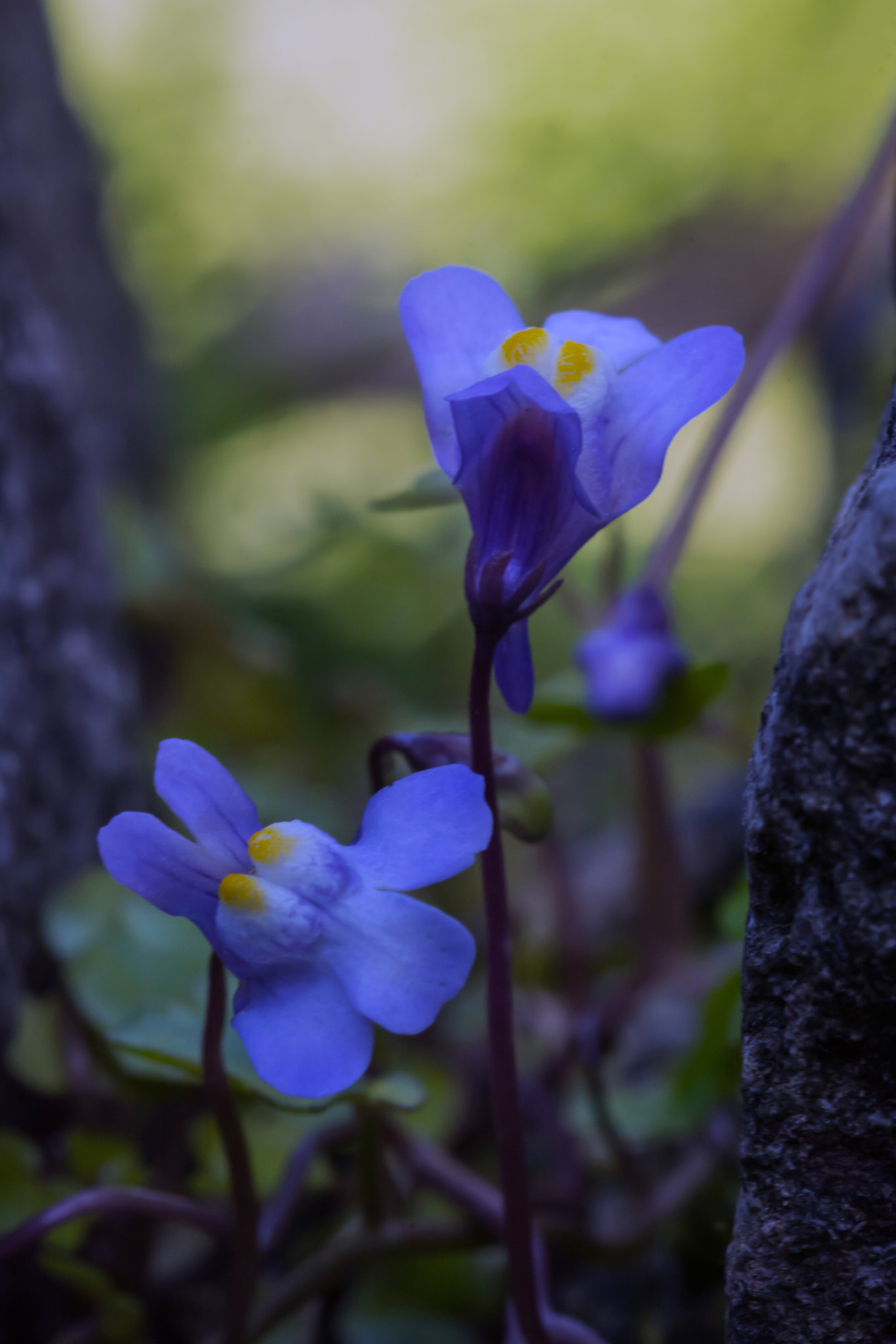 Nikon D7100 + AF Micro-Nikkor 60mm f/2.8 sample photo. In a dark and dingy corner..... photography