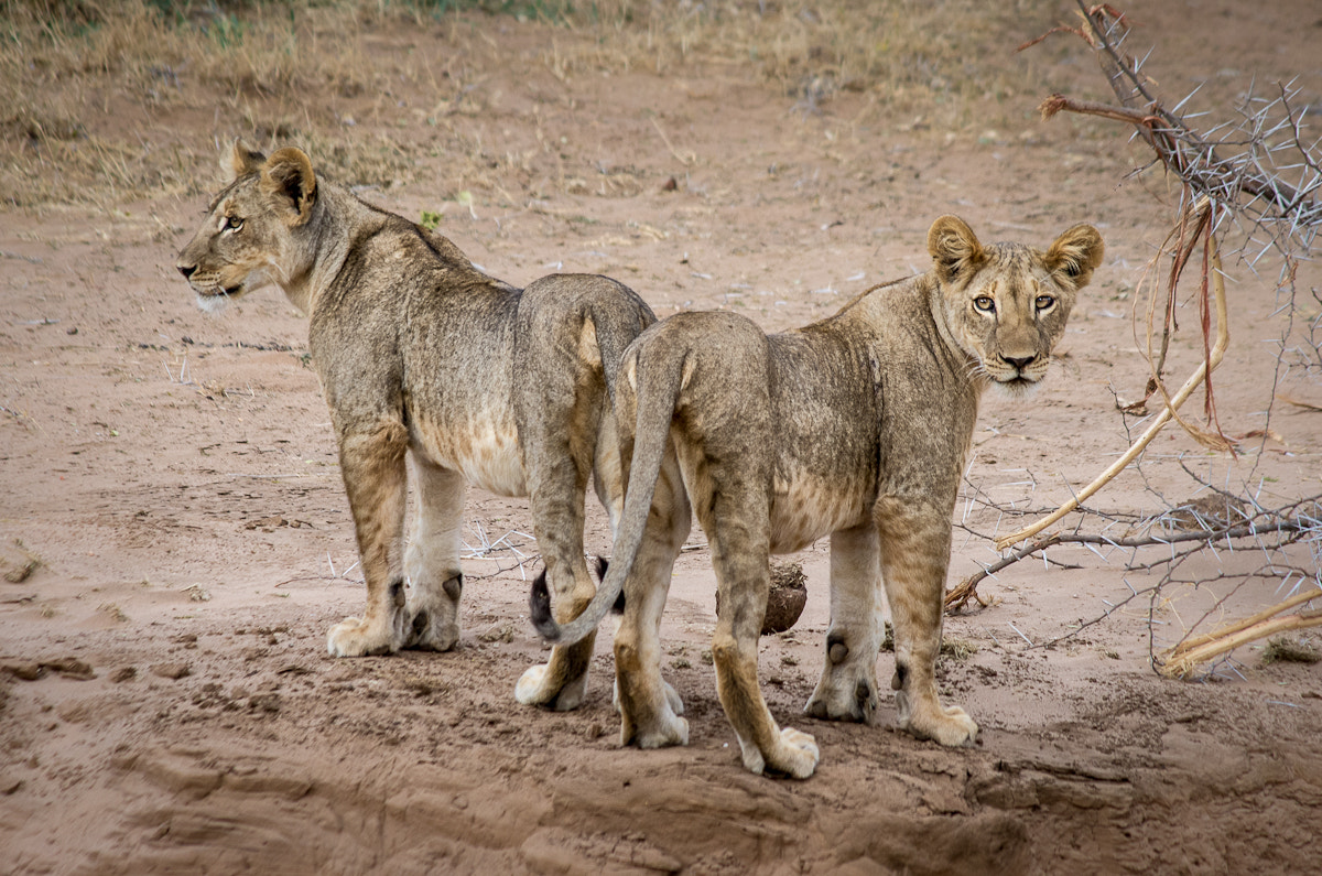 Pentax K-5 sample photo. Kenia photography